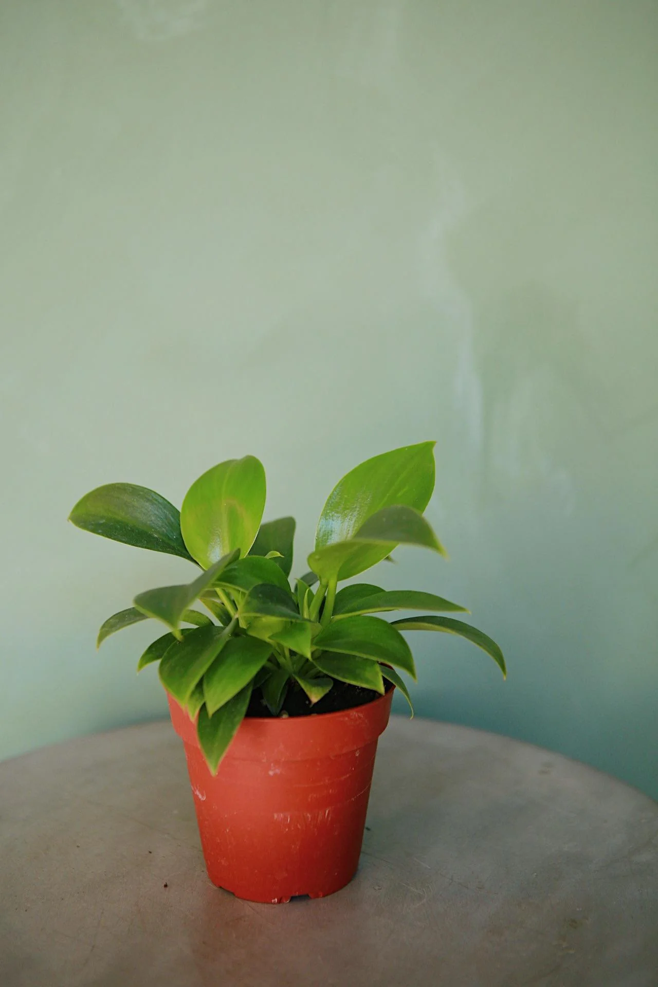 Philodendron 'Congo Apple'