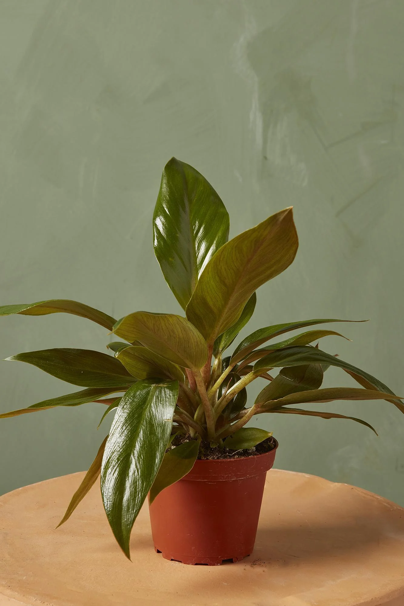 Philodendron 'Melinonii Green'