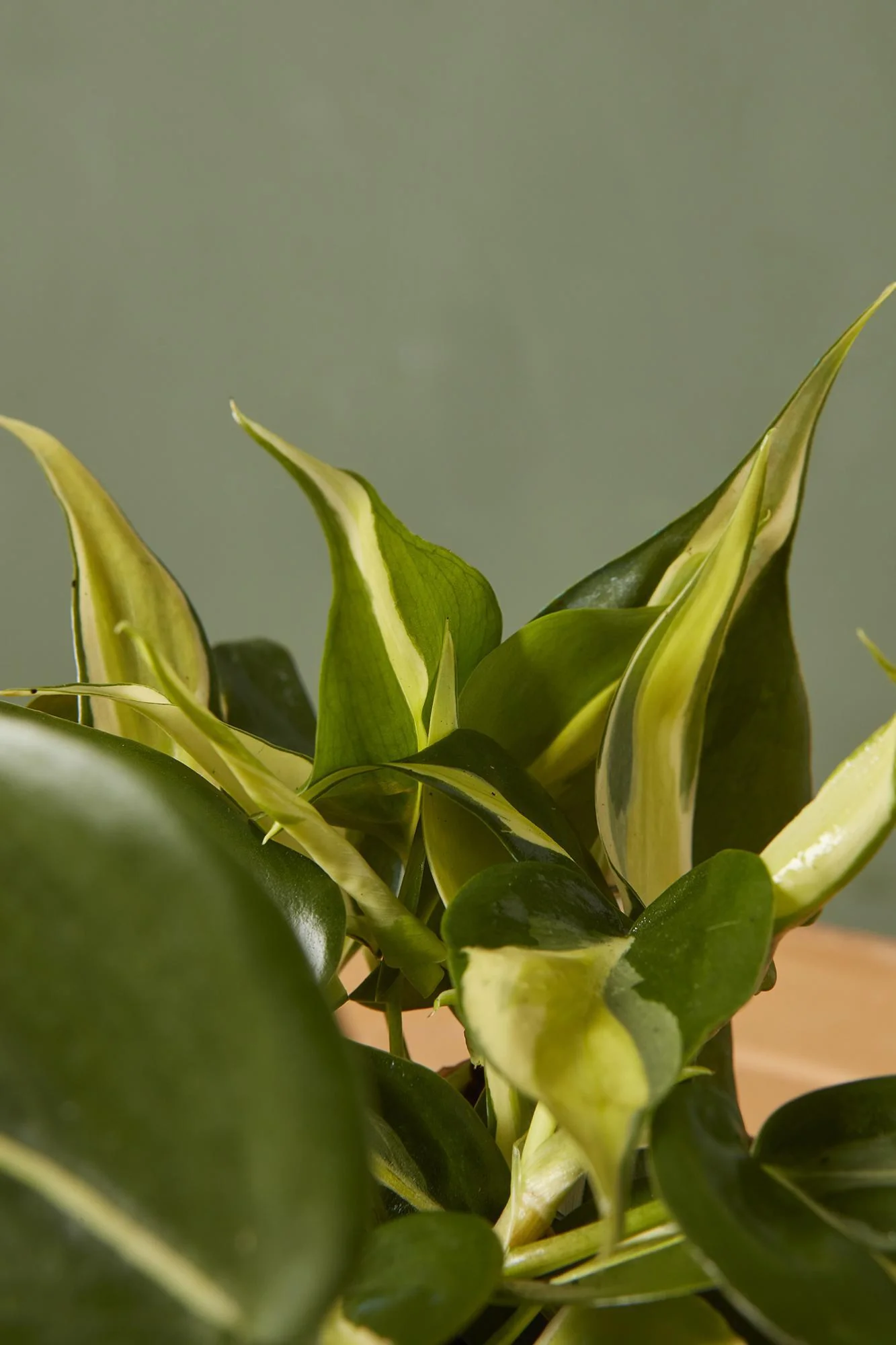 Philodendron 'Rio'