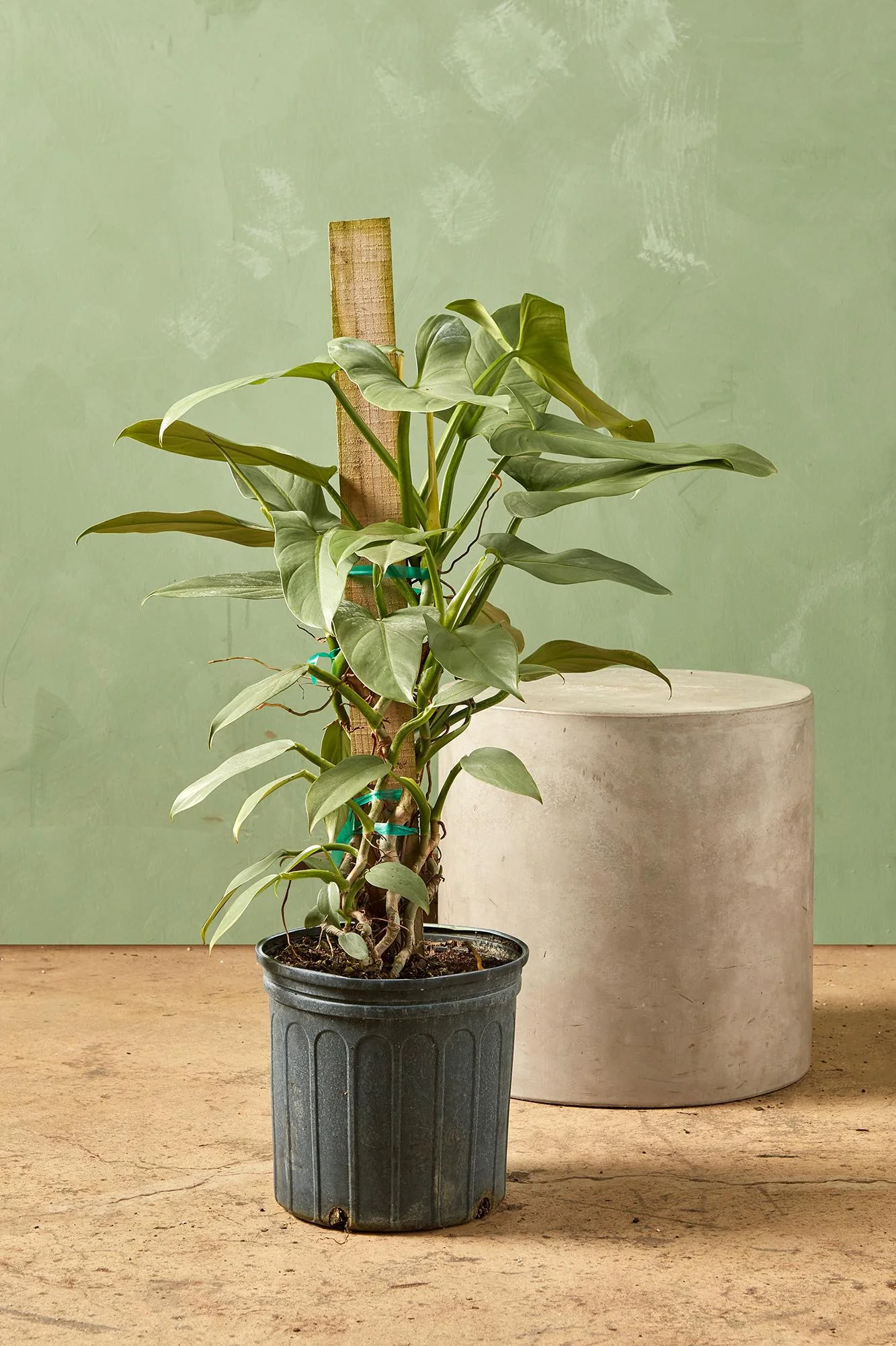 Philodendron 'Silver Sword'