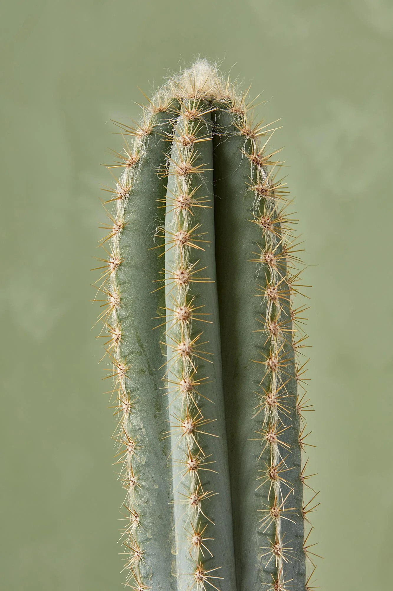 Pilocereus Cactus - Image 2