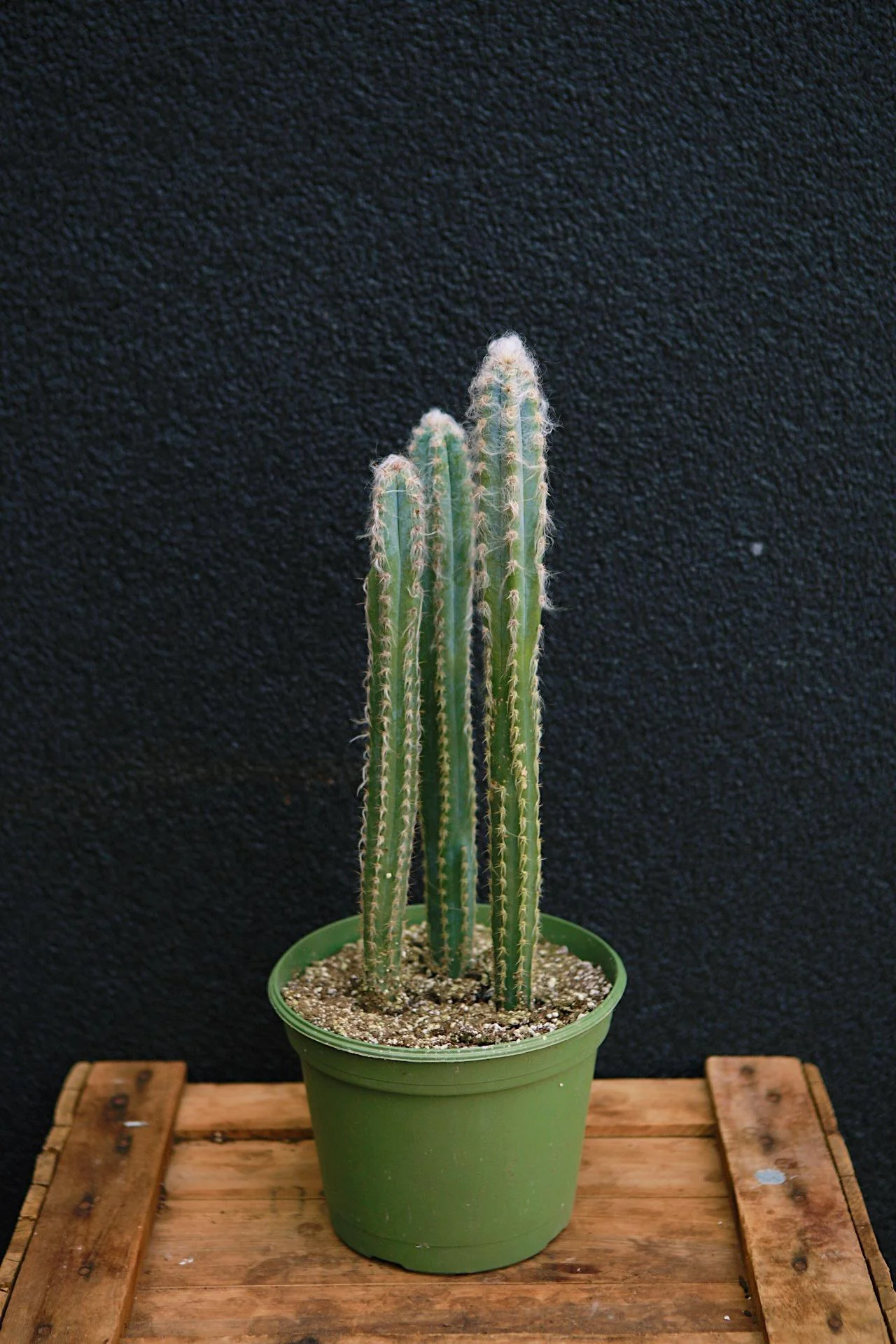 Pilocereus Cactus - Image 3