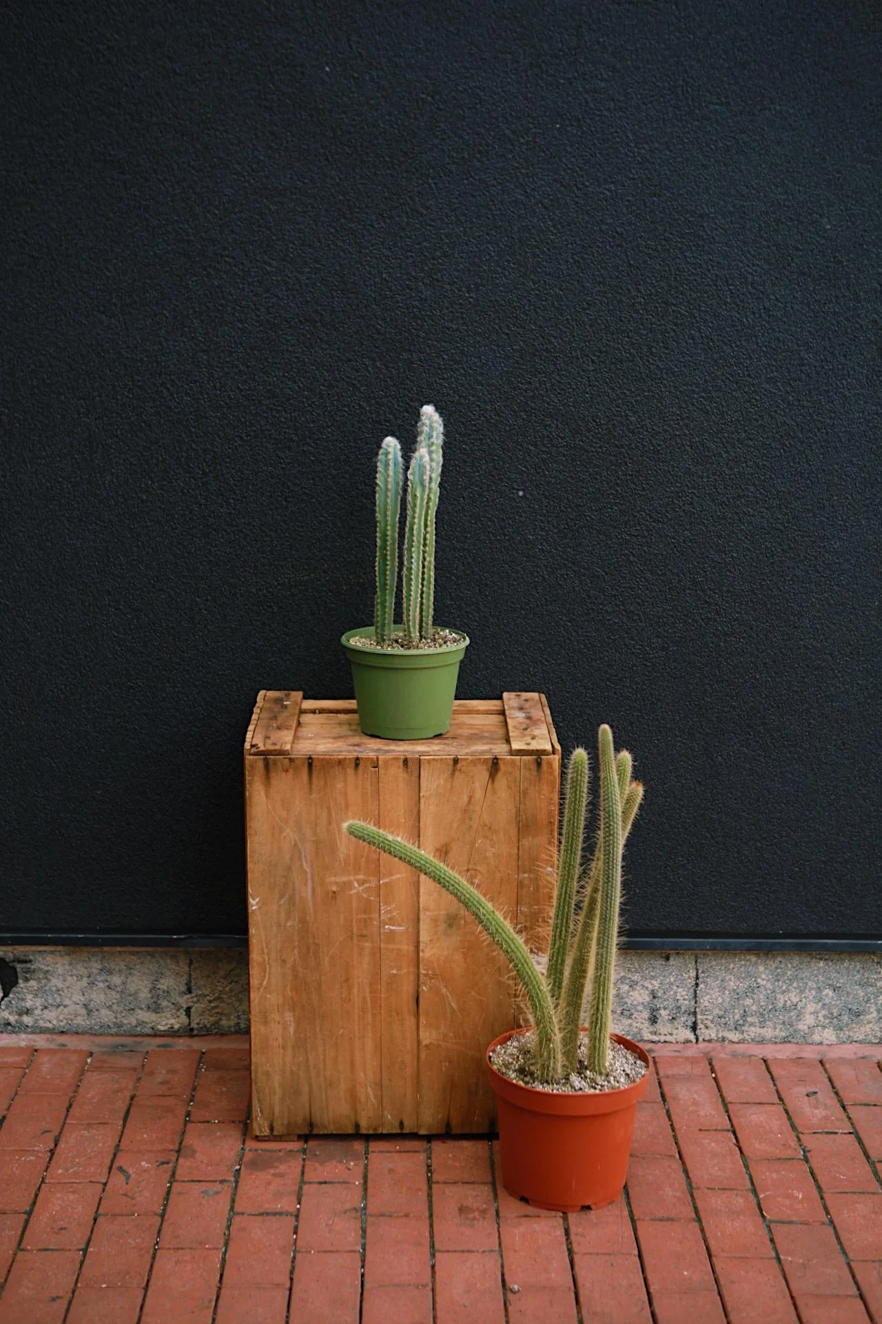 Pilocereus Cactus - Image 4