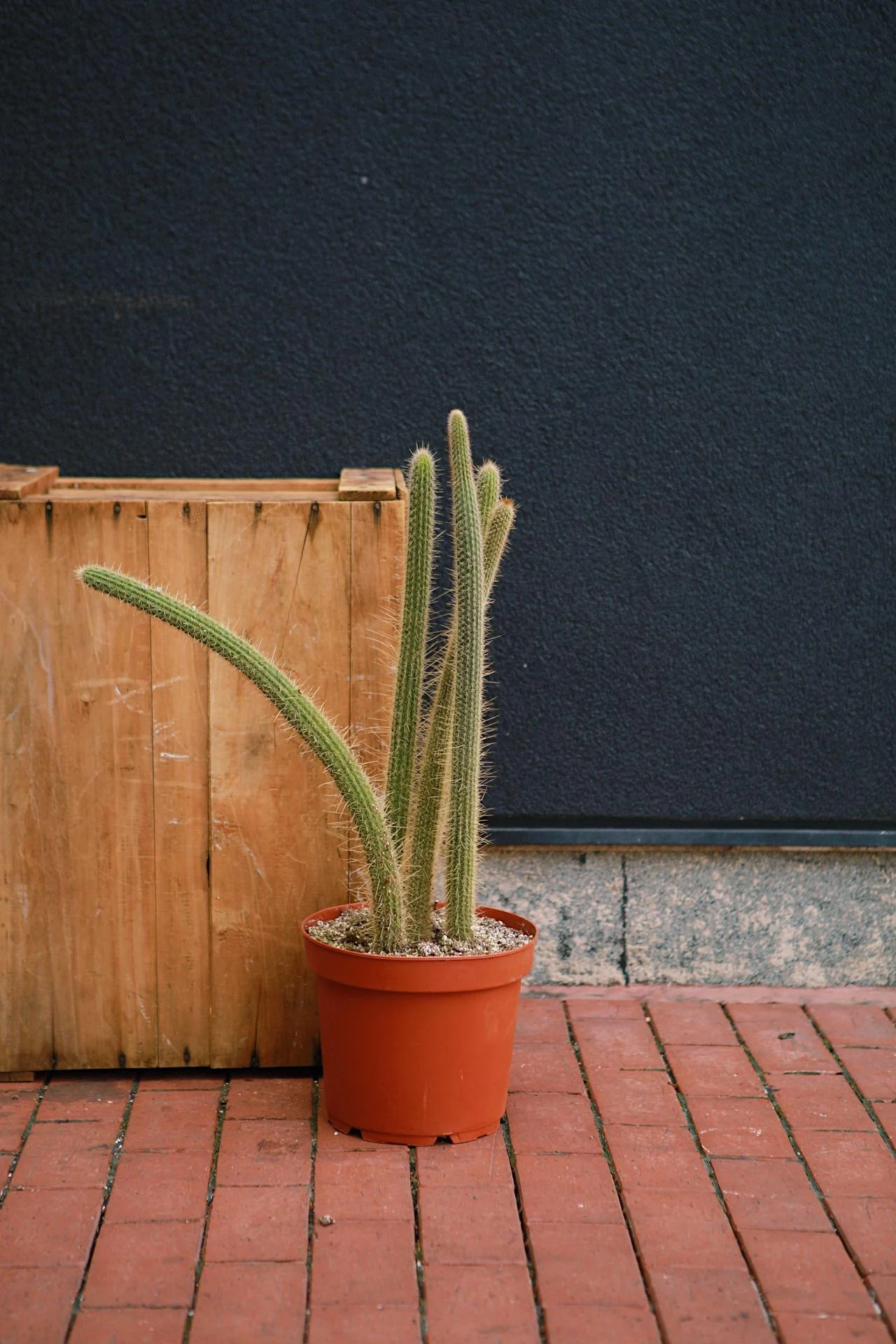 Pilocereus Cactus - Image 5