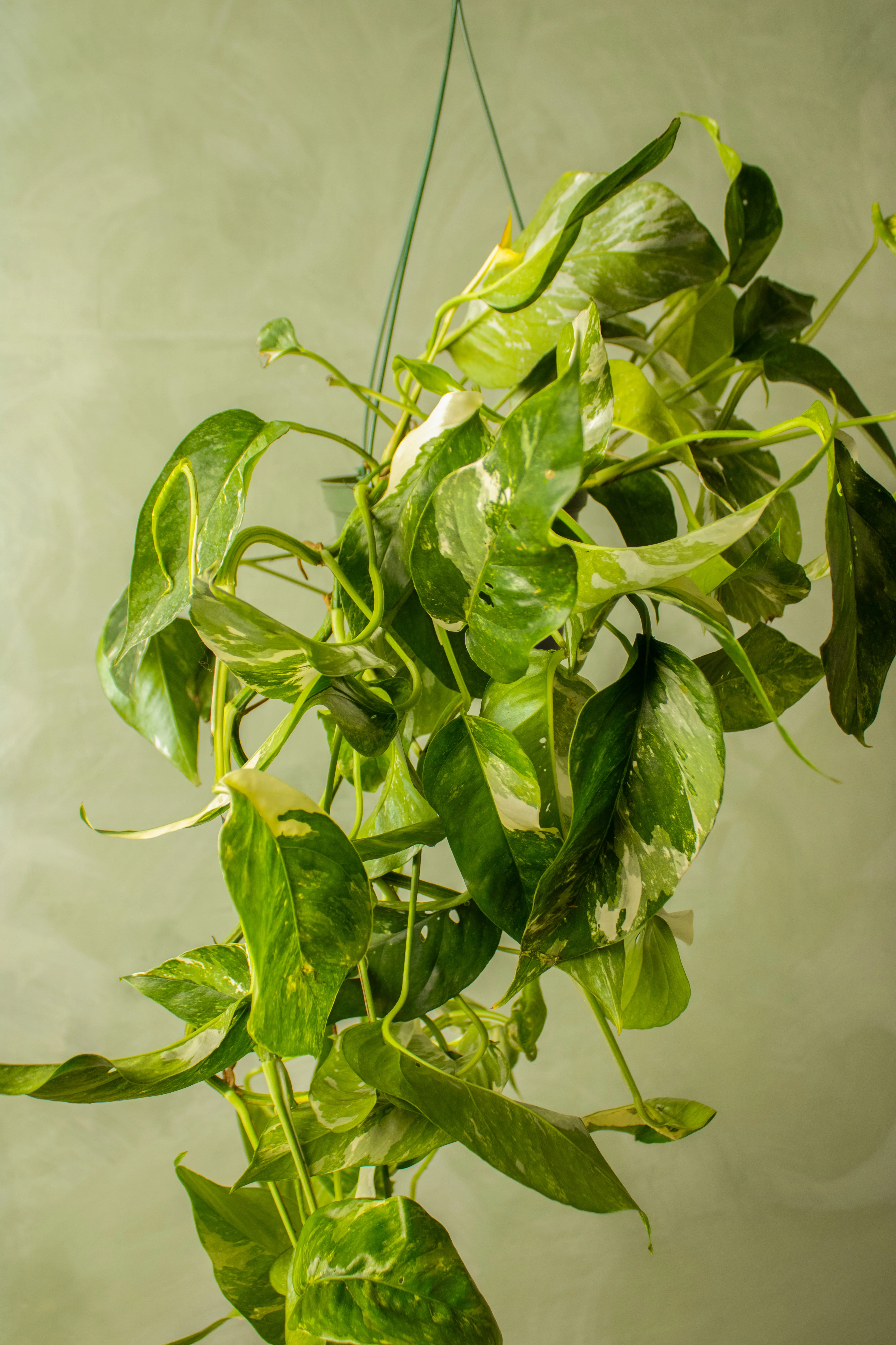 Epipremnum pinnatum 'Albo' - Image 2