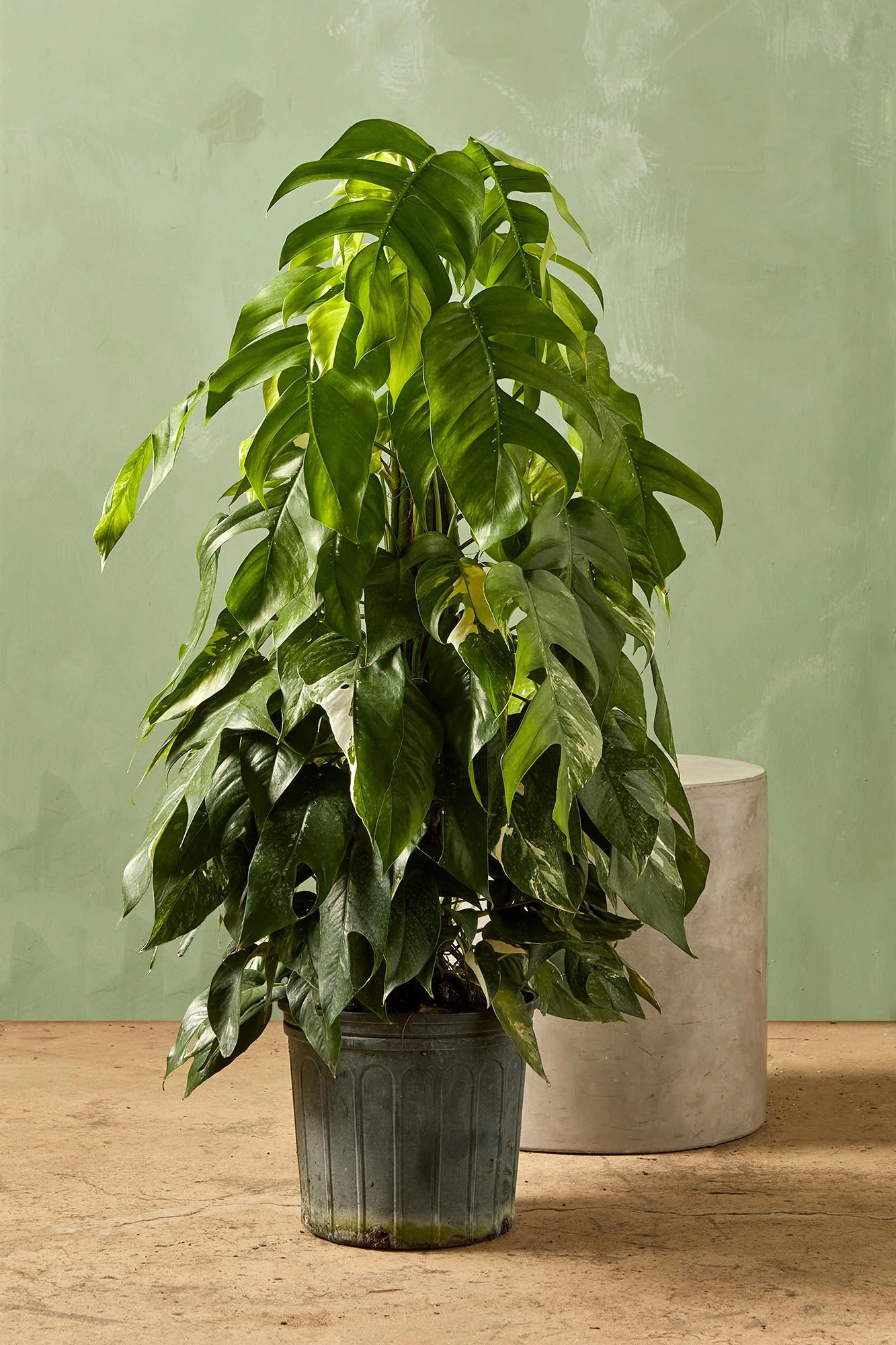 Epipremnum pinnatum 'Albo' - Image 3