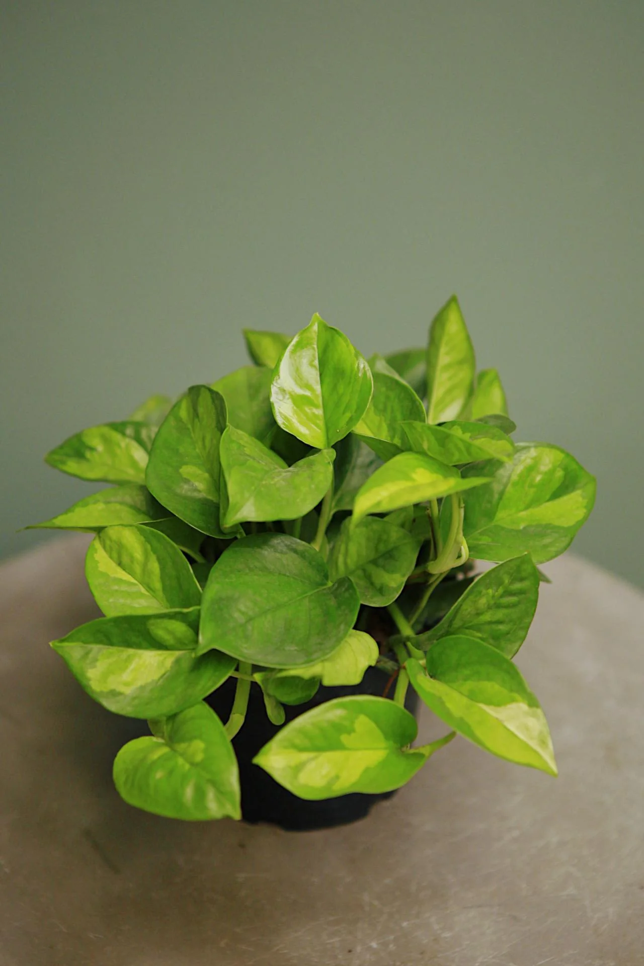 Pothos