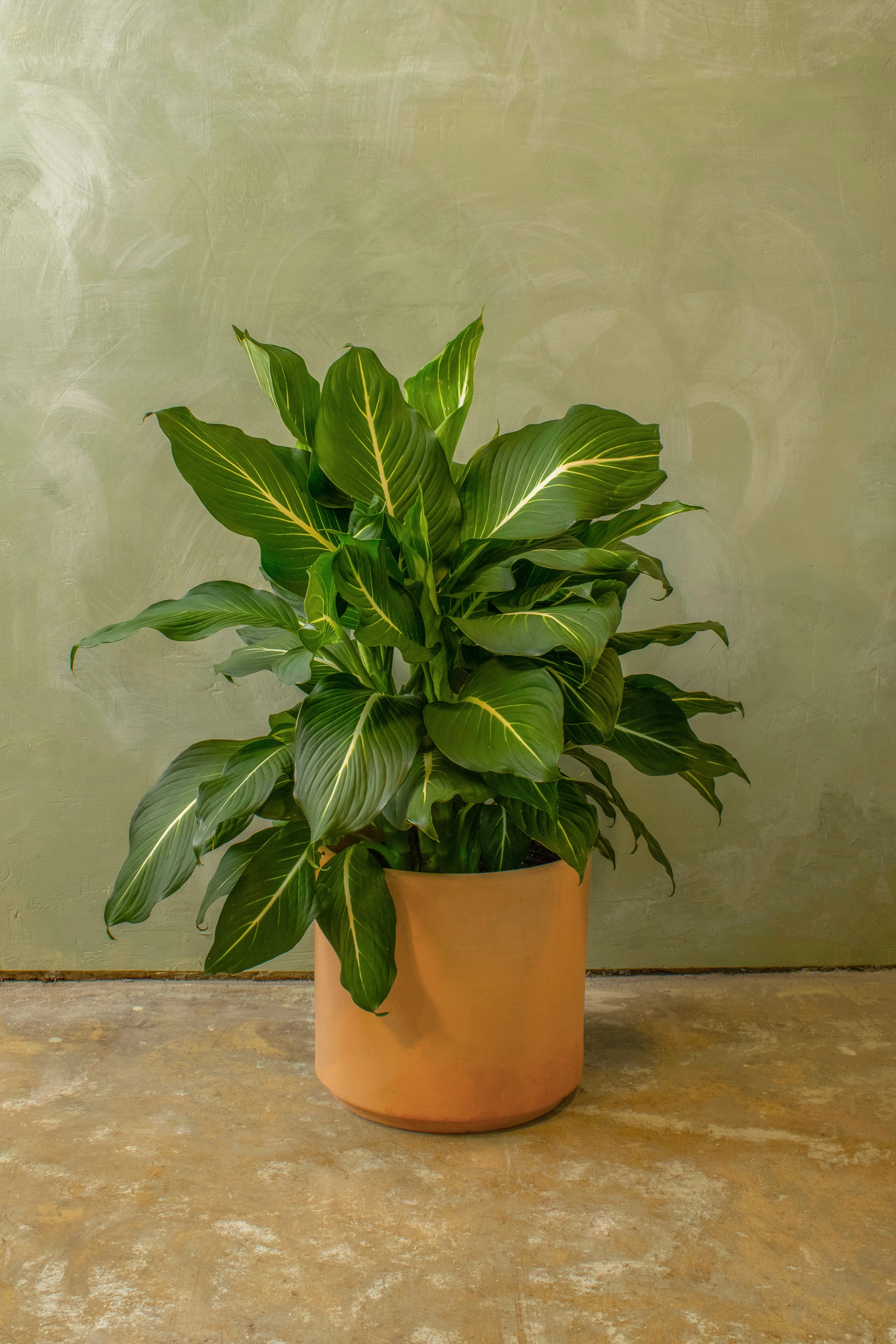 Potted 10" Dieffenbachia 'Sterling'