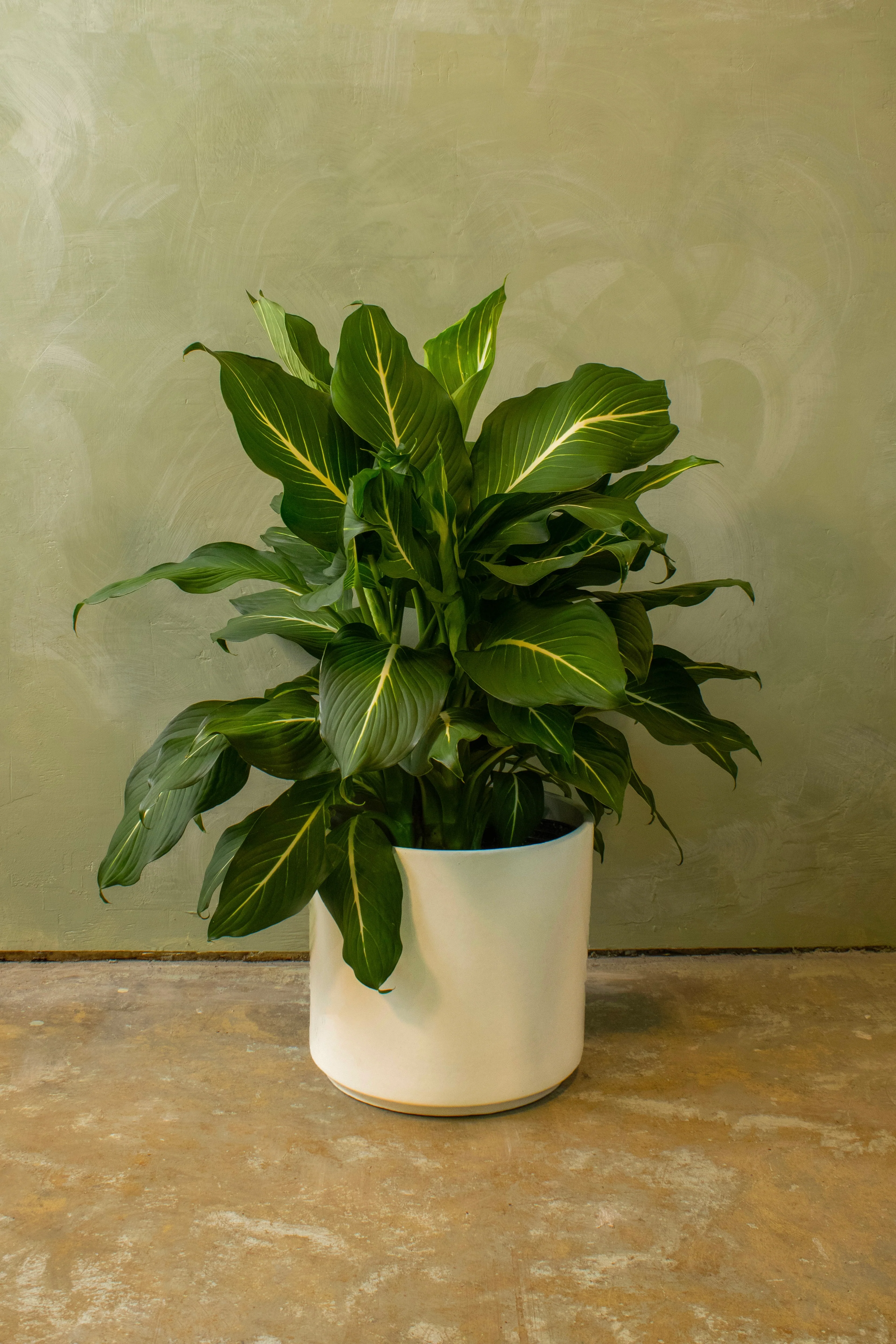 Potted 10" Dieffenbachia 'Sterling' - Image 2