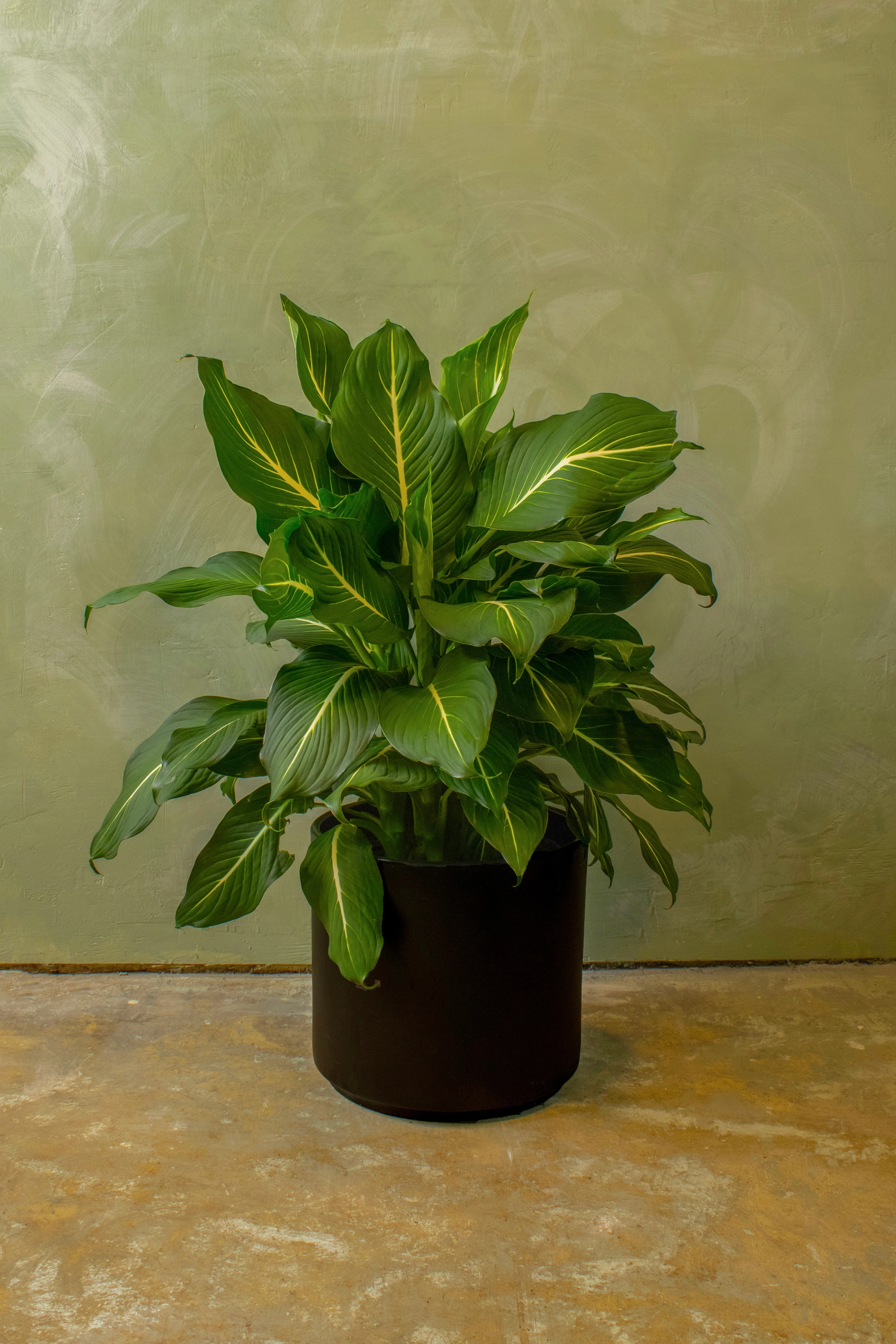 Potted 10" Dieffenbachia 'Sterling' - Image 3
