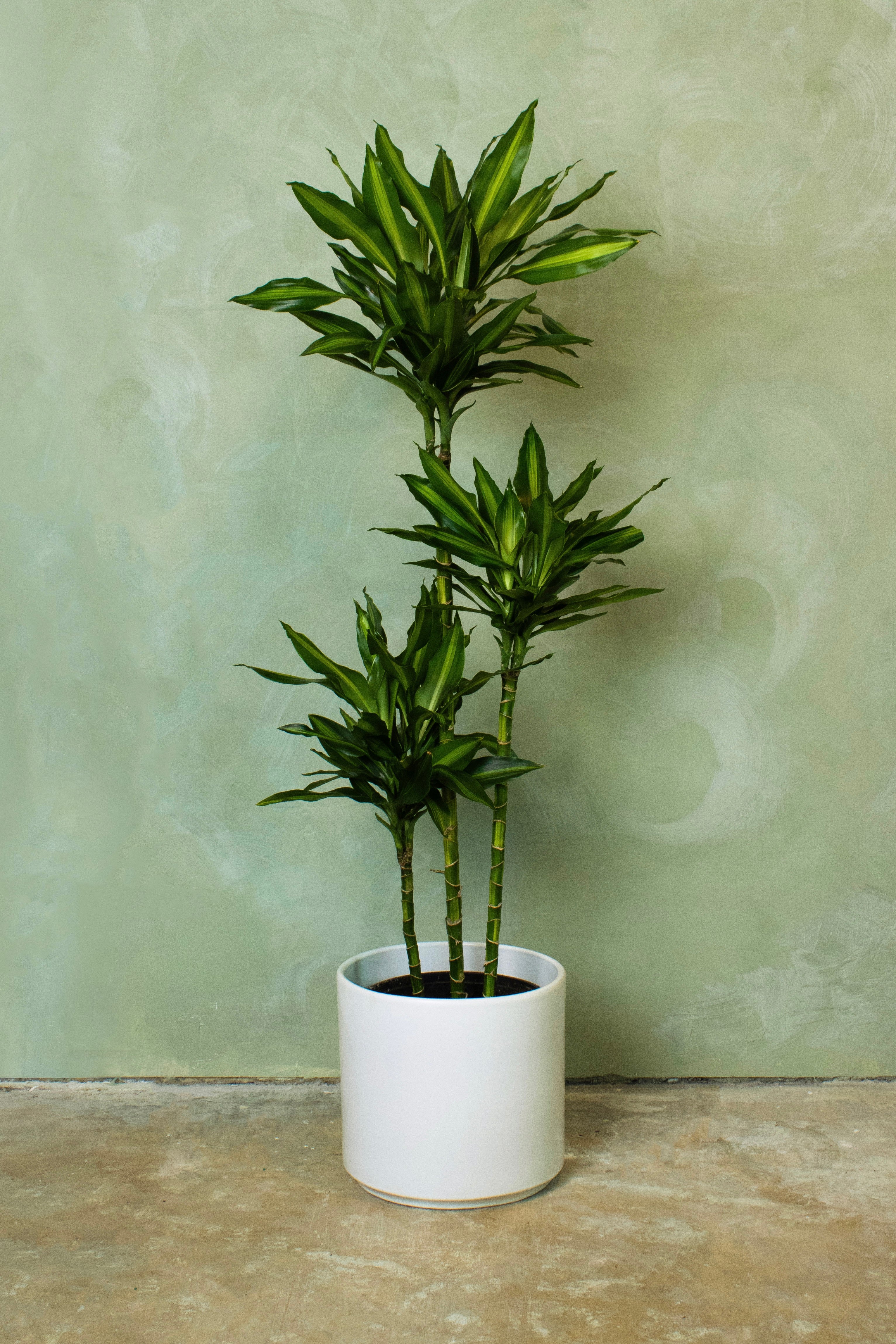 Potted 10" Dracaena Cintho Cane - Image 3