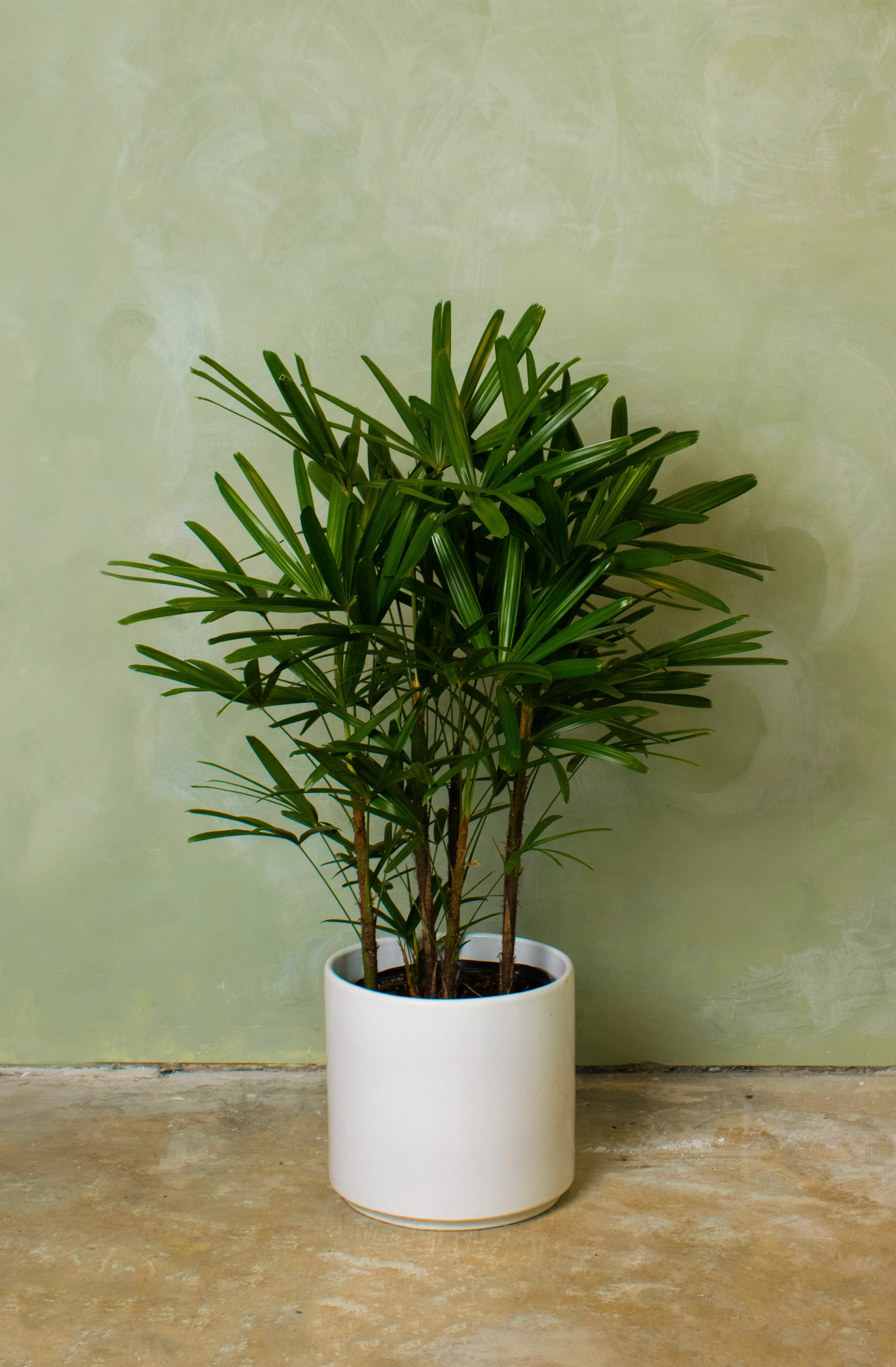 Potted 10" Lady Palm - Image 3