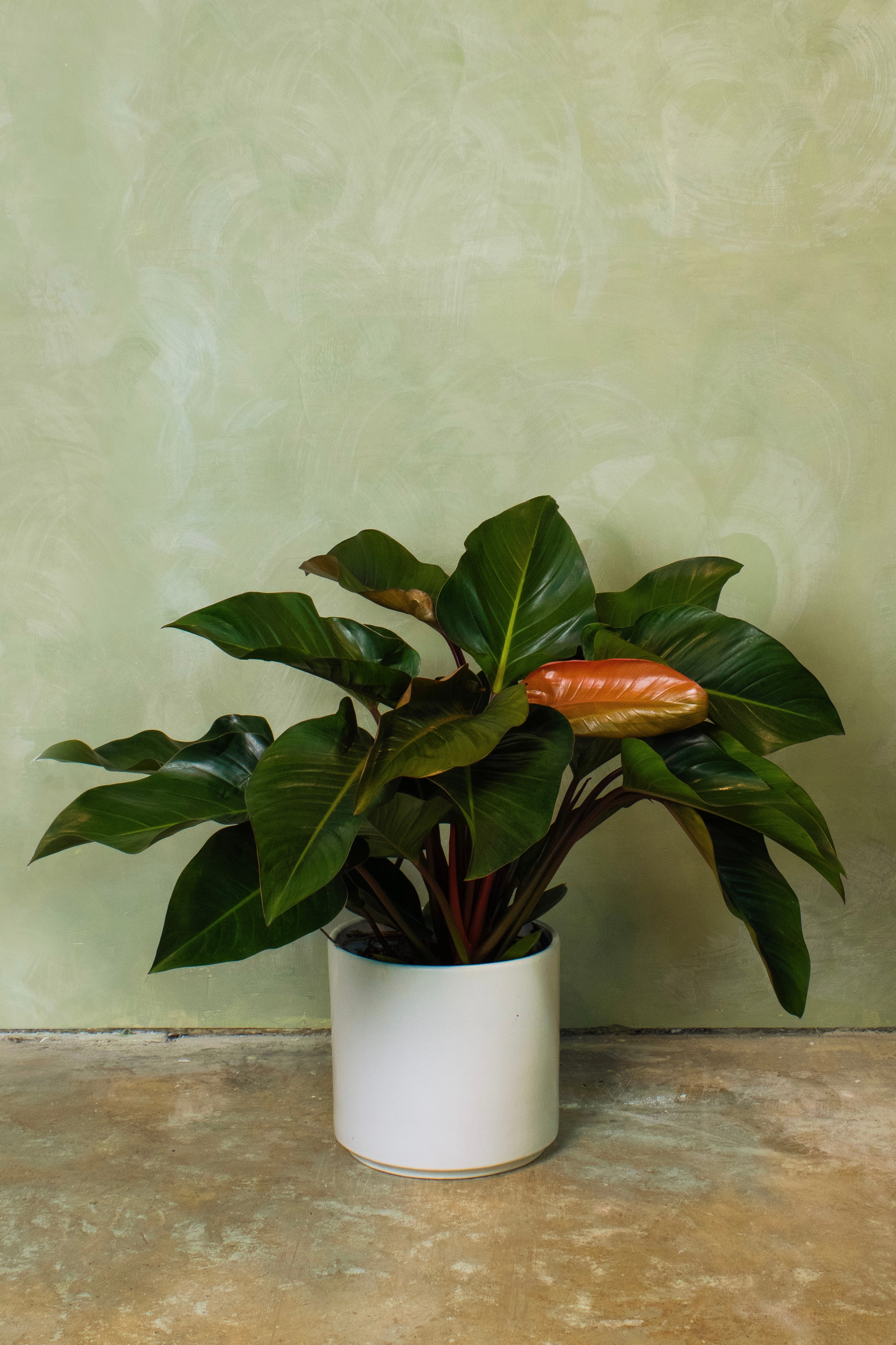 Potted 10" Philodendron Rojo Conjo - Image 3