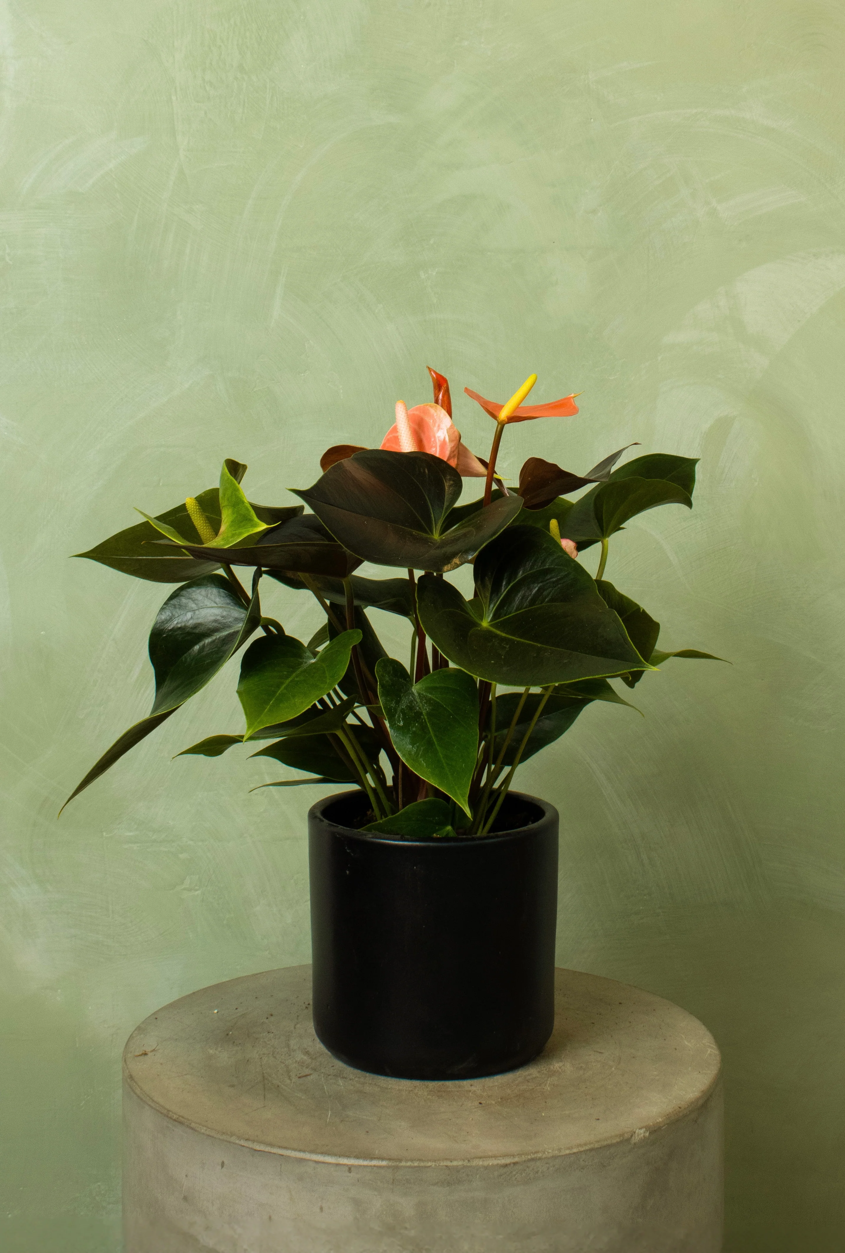Potted 6" Anthurium 'Rainbow Champion' - Image 3