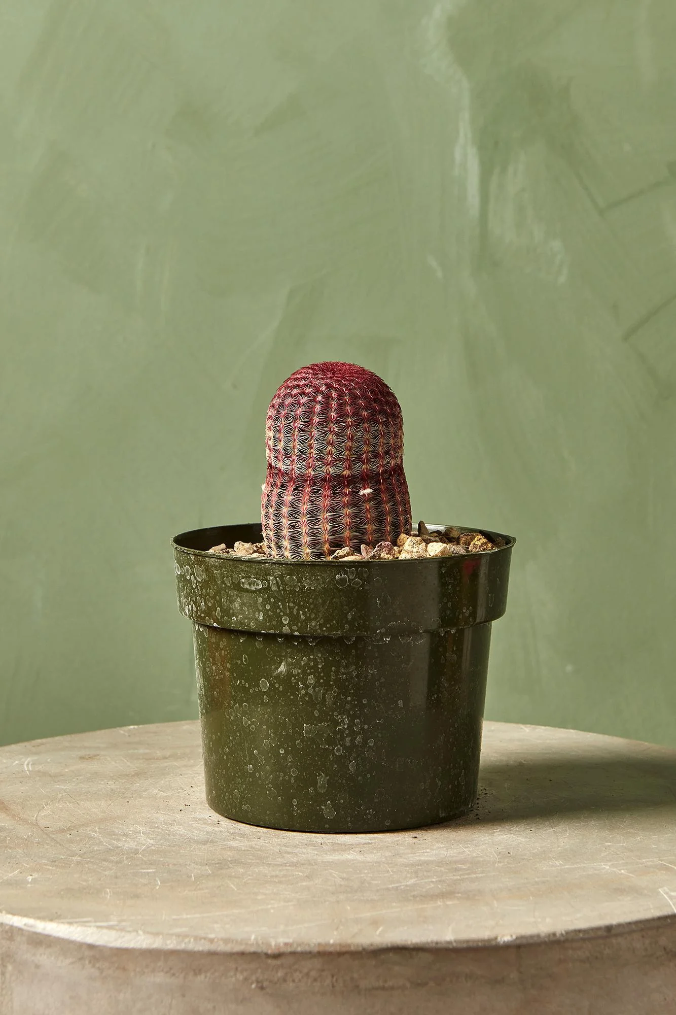 Rainbow Cactus