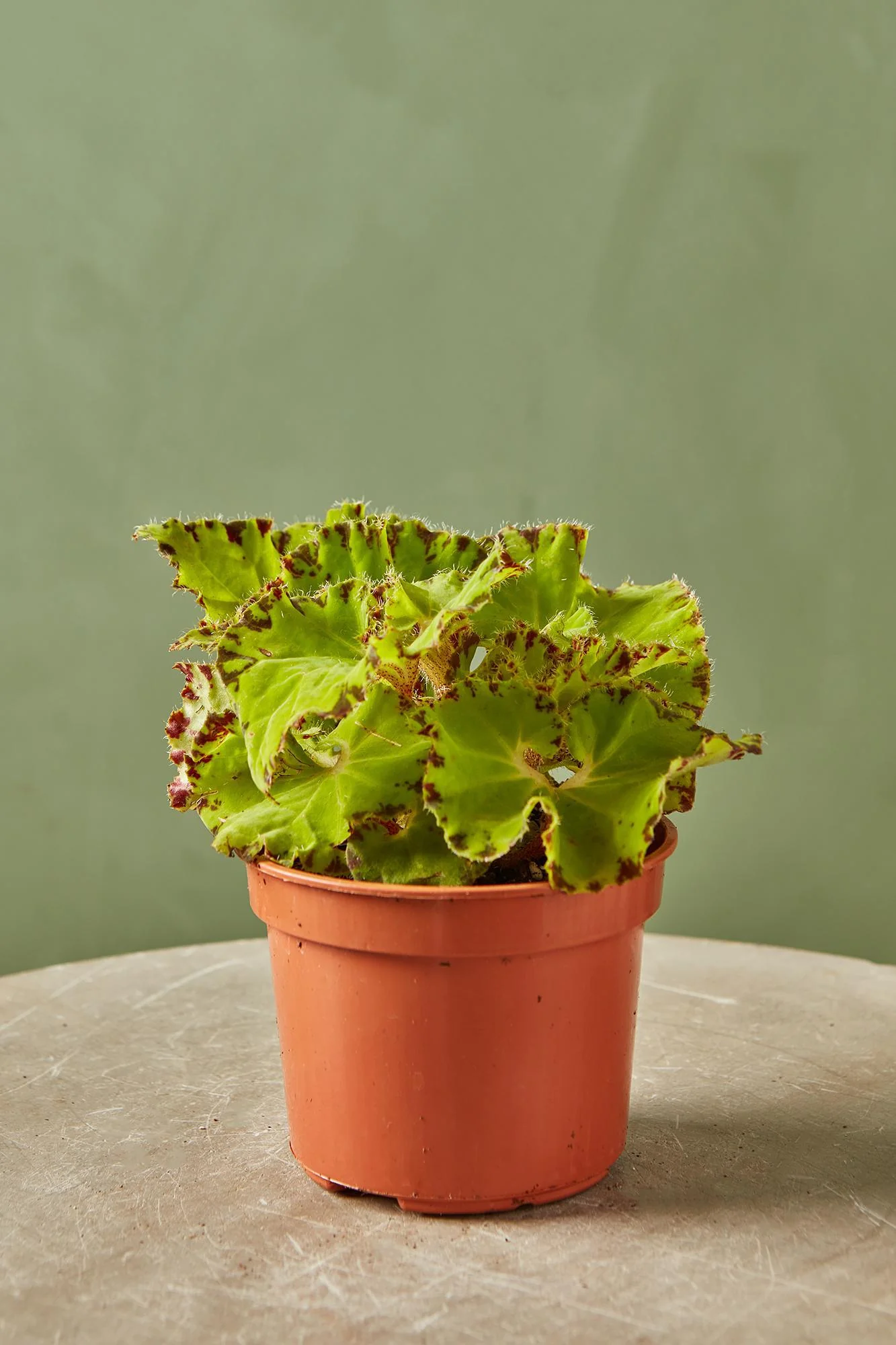 Rex Begonia 'Baby Dress'
