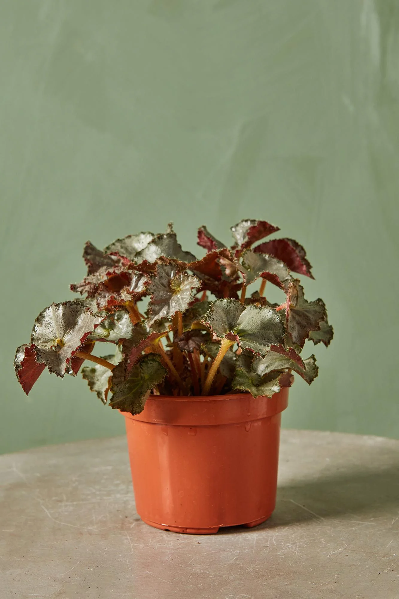 Rex Begonia 'Five and Dime'
