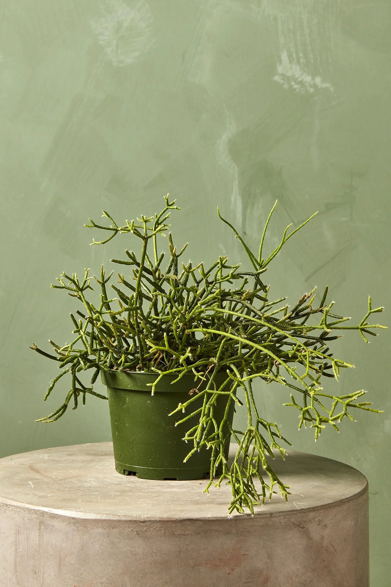 Rhipsalis Asst.