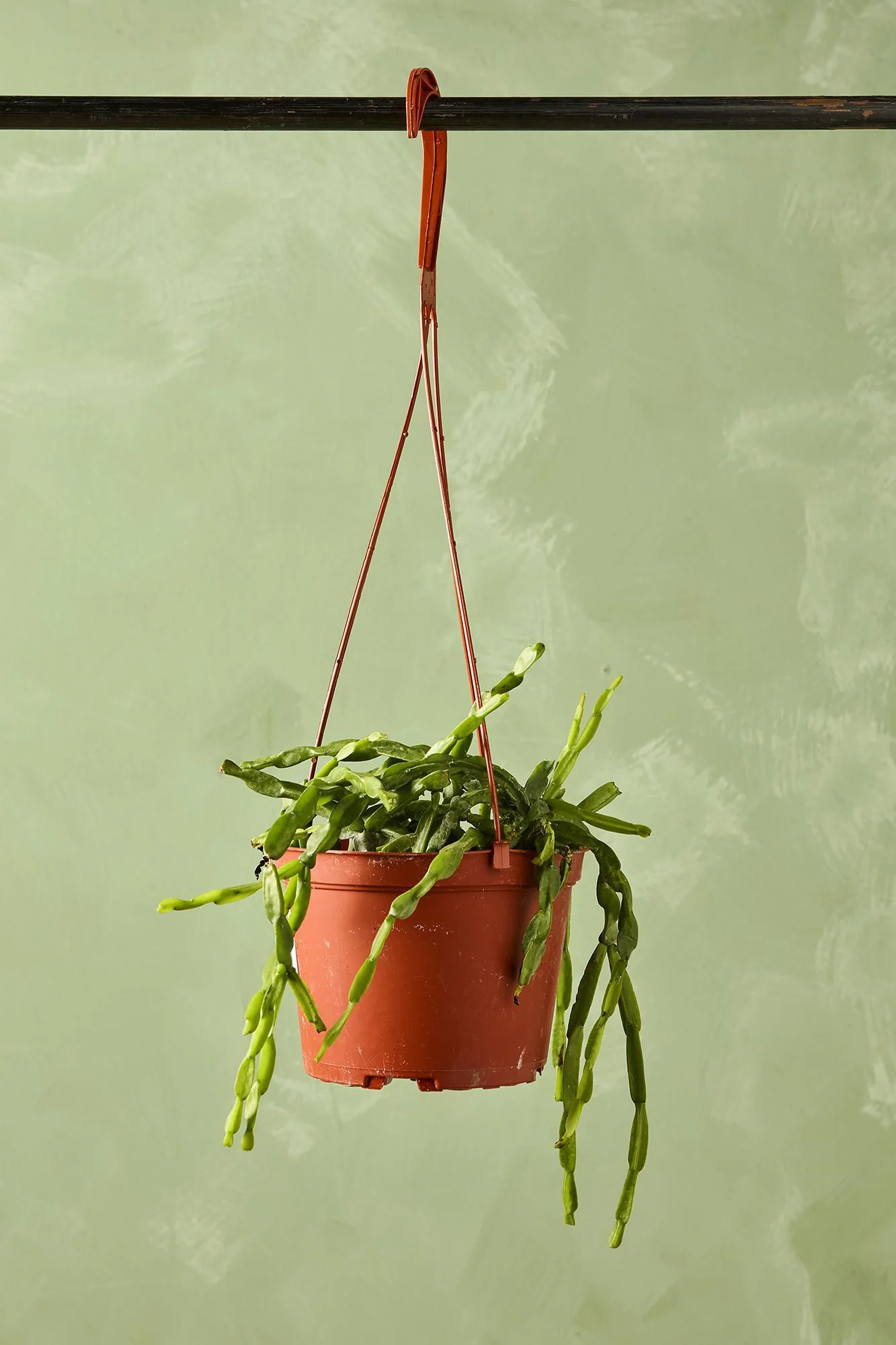 Rhipsalis paradoxa
