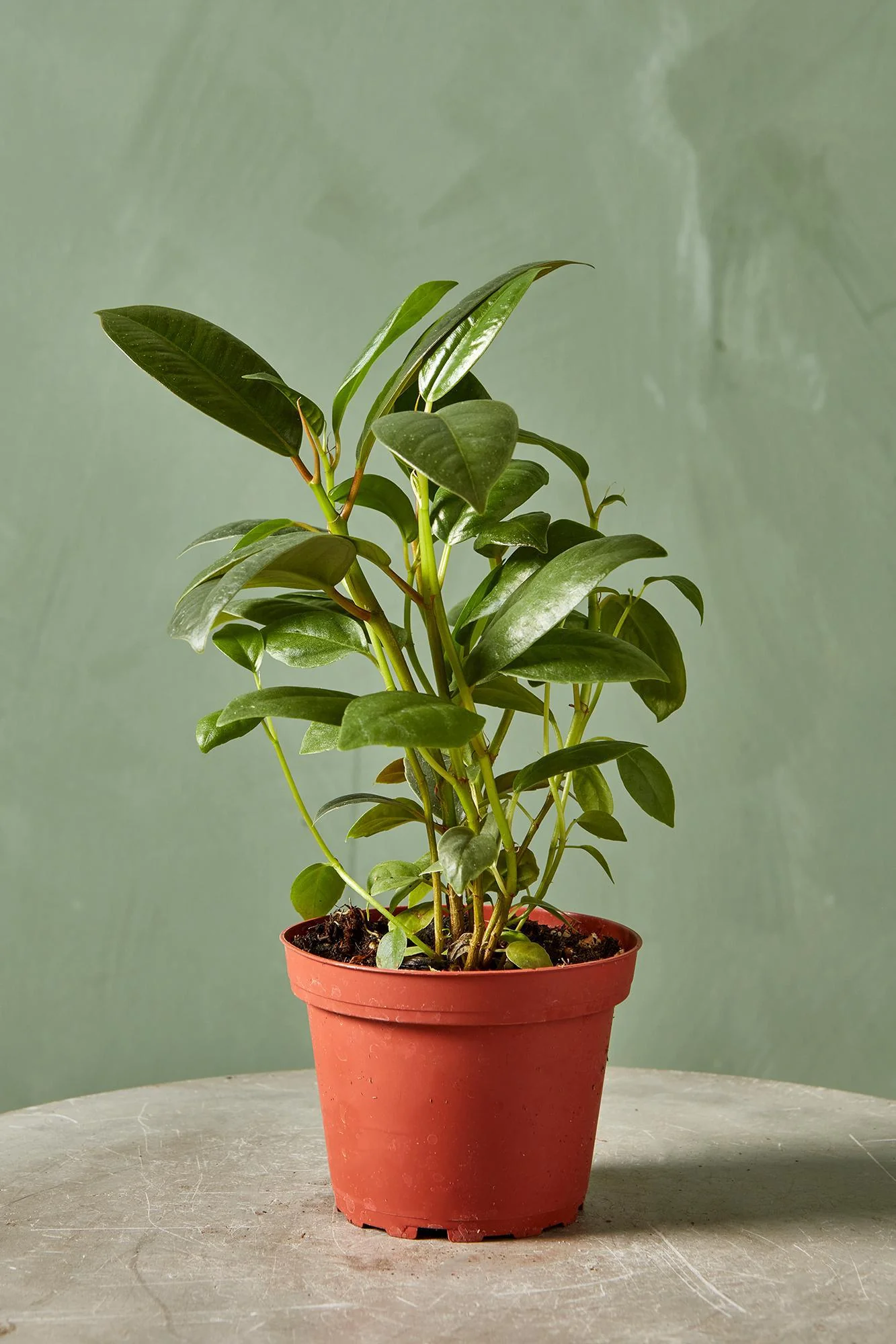 Rubber Plant 'Robusta'