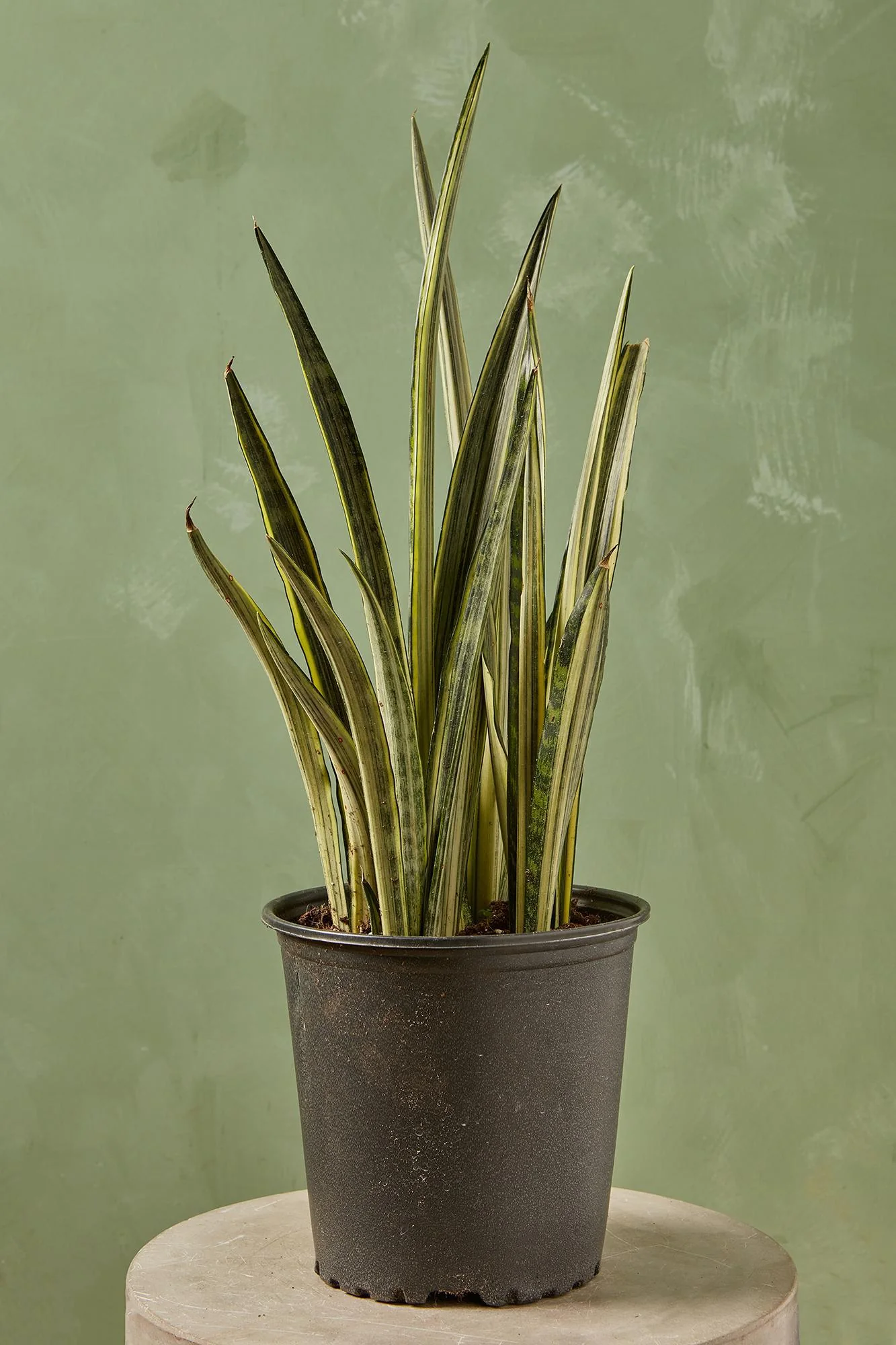 Bantel's Sensation' Snake Plant