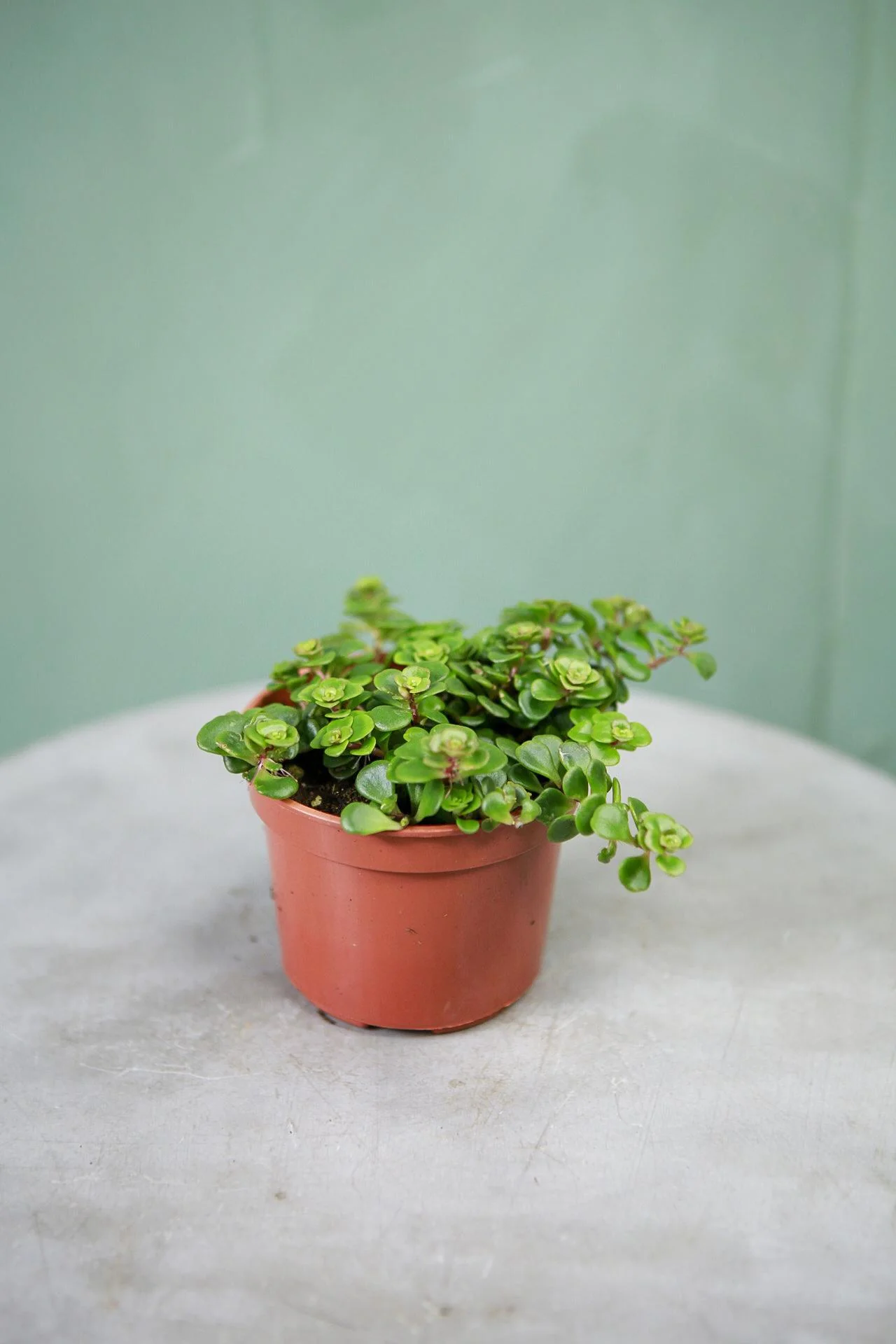 Sedum 'Makinoi'