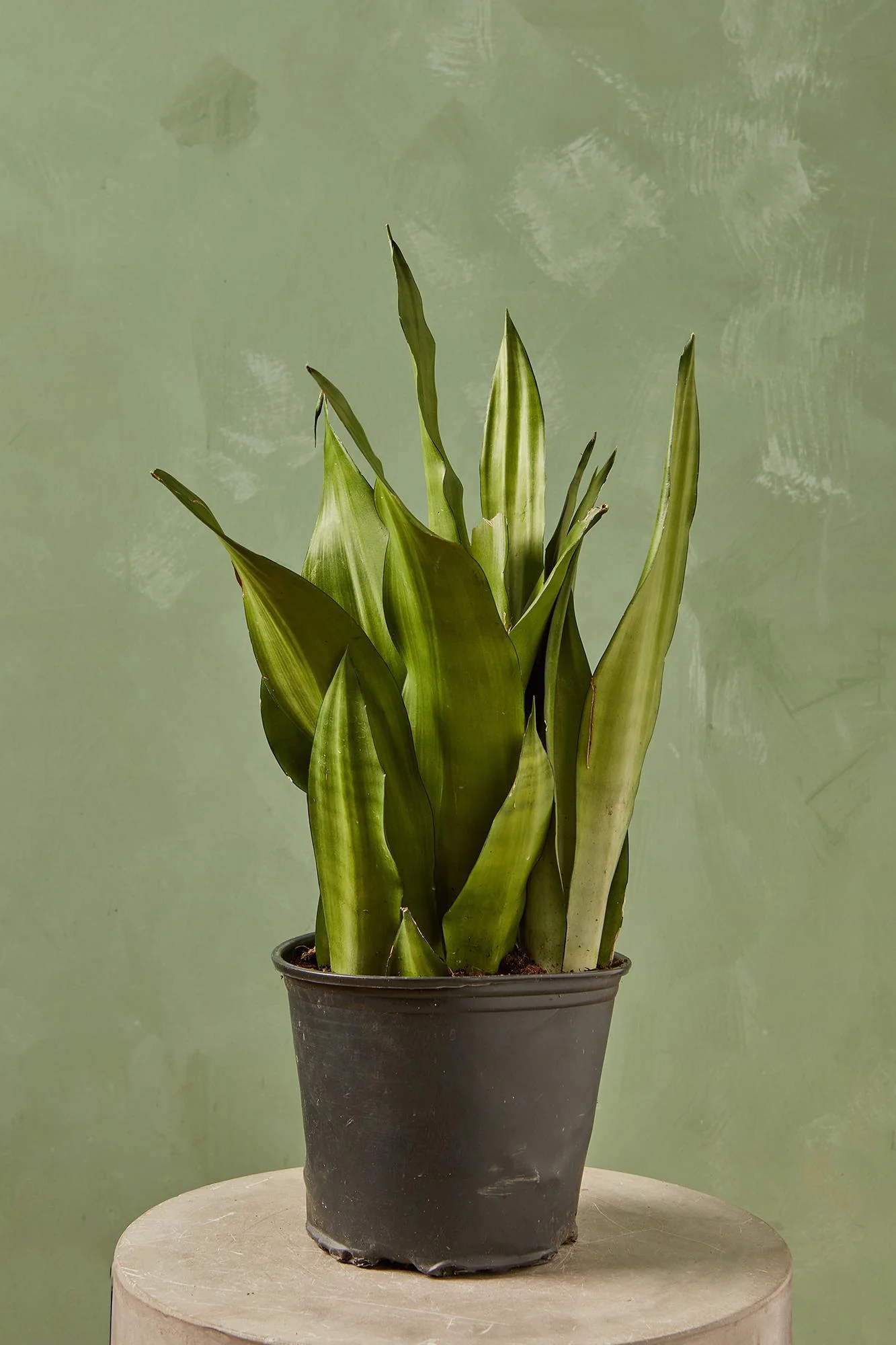 Snake Plant 'Silver Streak'