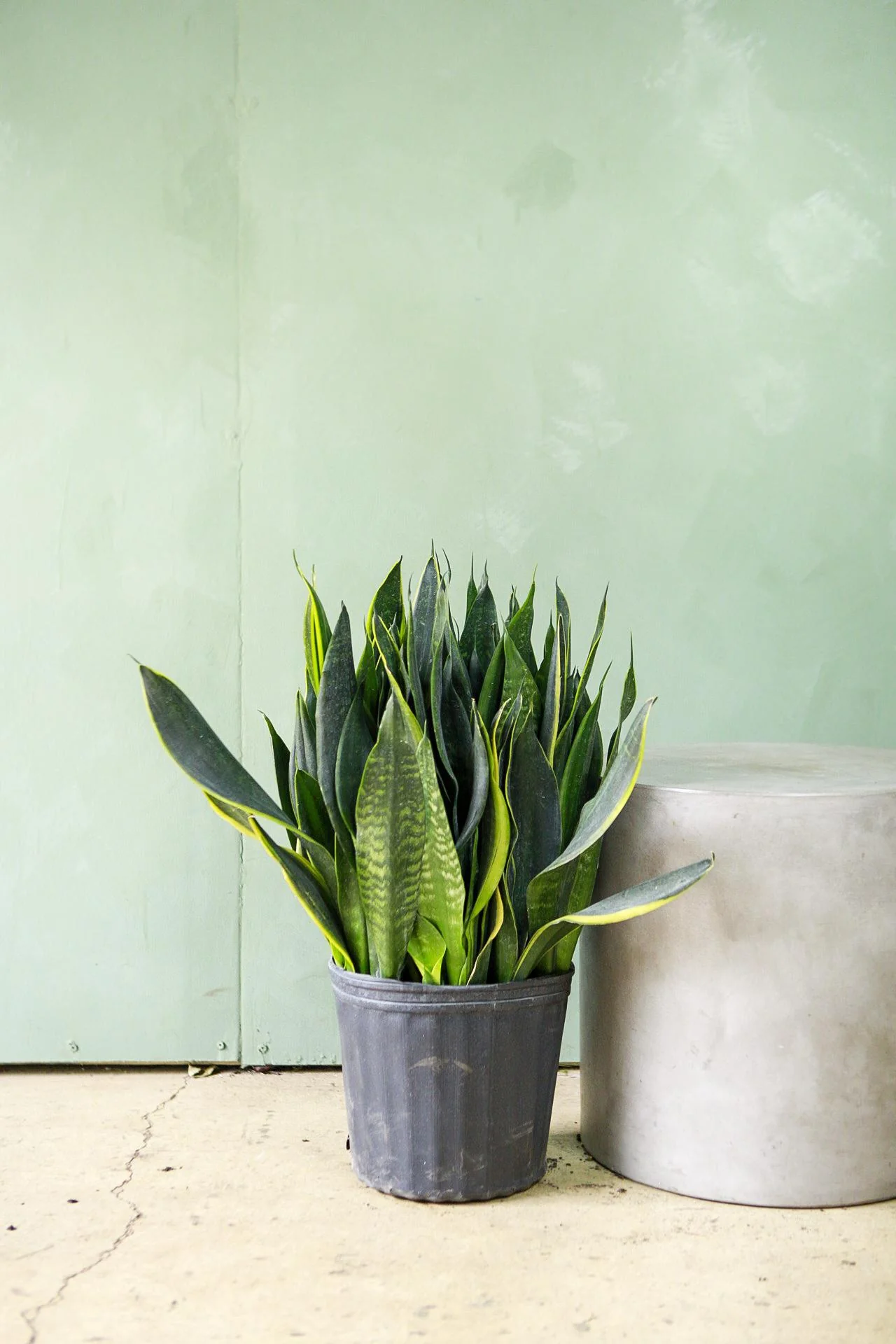 Snake Plant 'Black Moon'