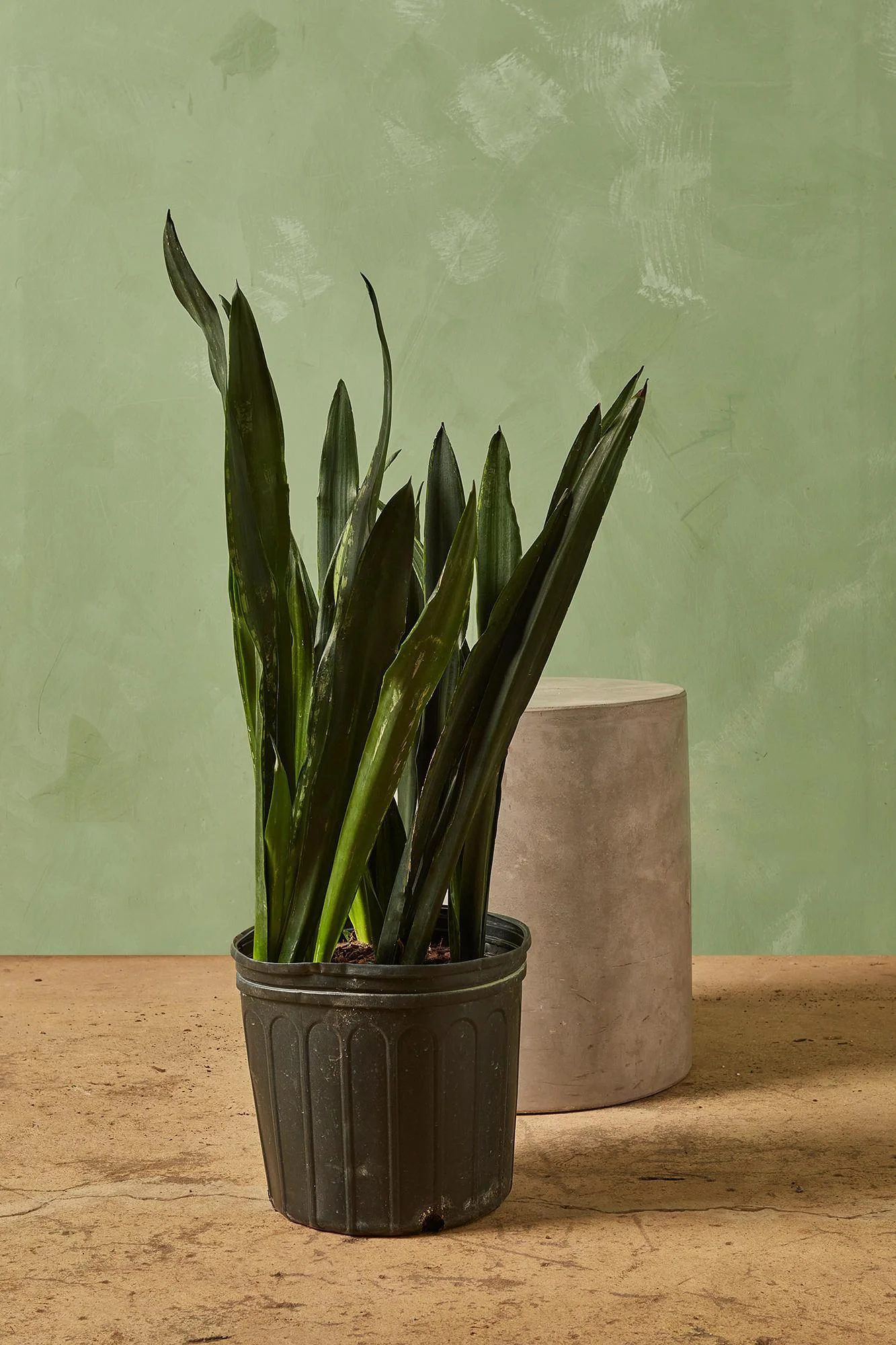Snake Plant 'Black Tigress'