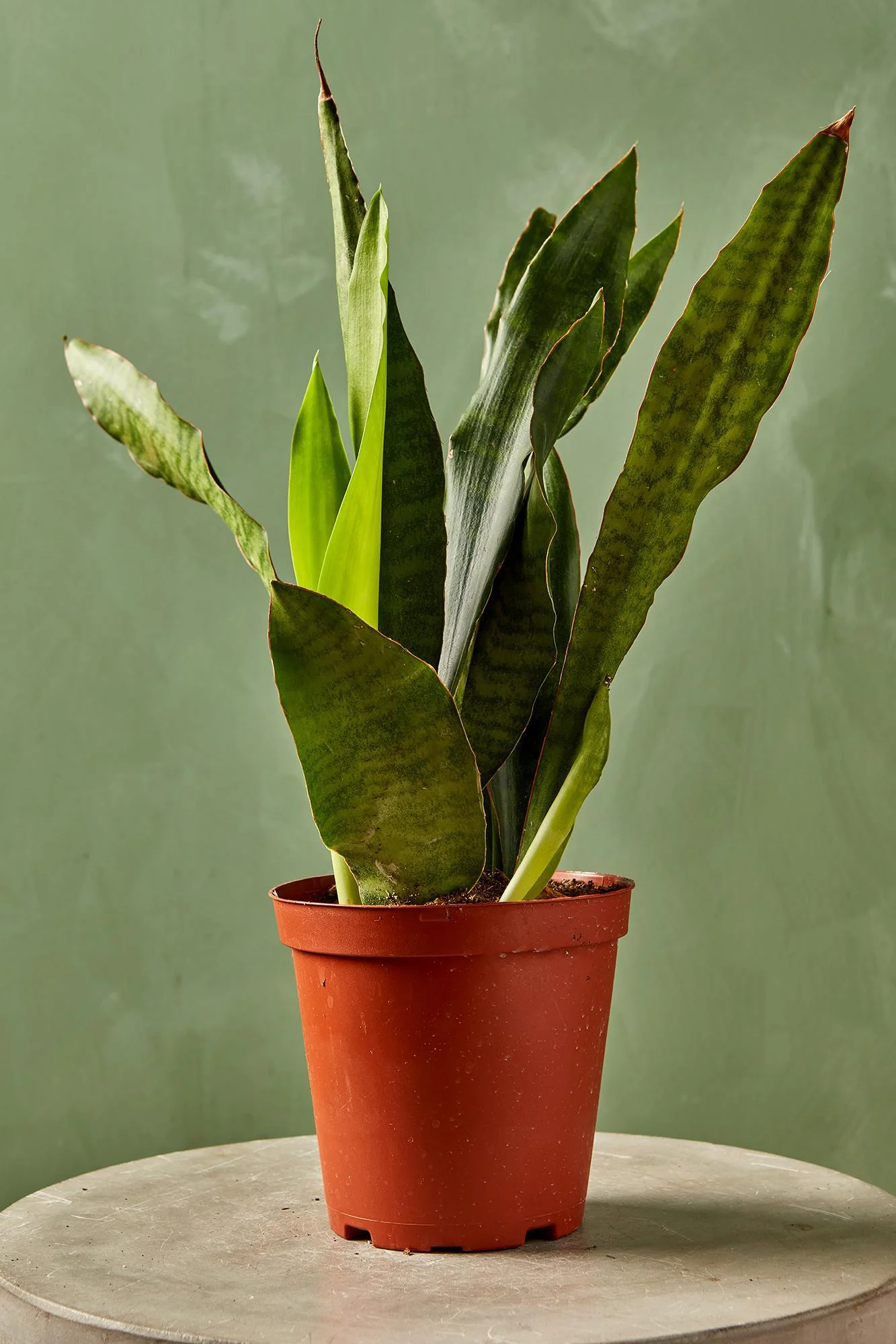 Snake Plant "Jaboa"