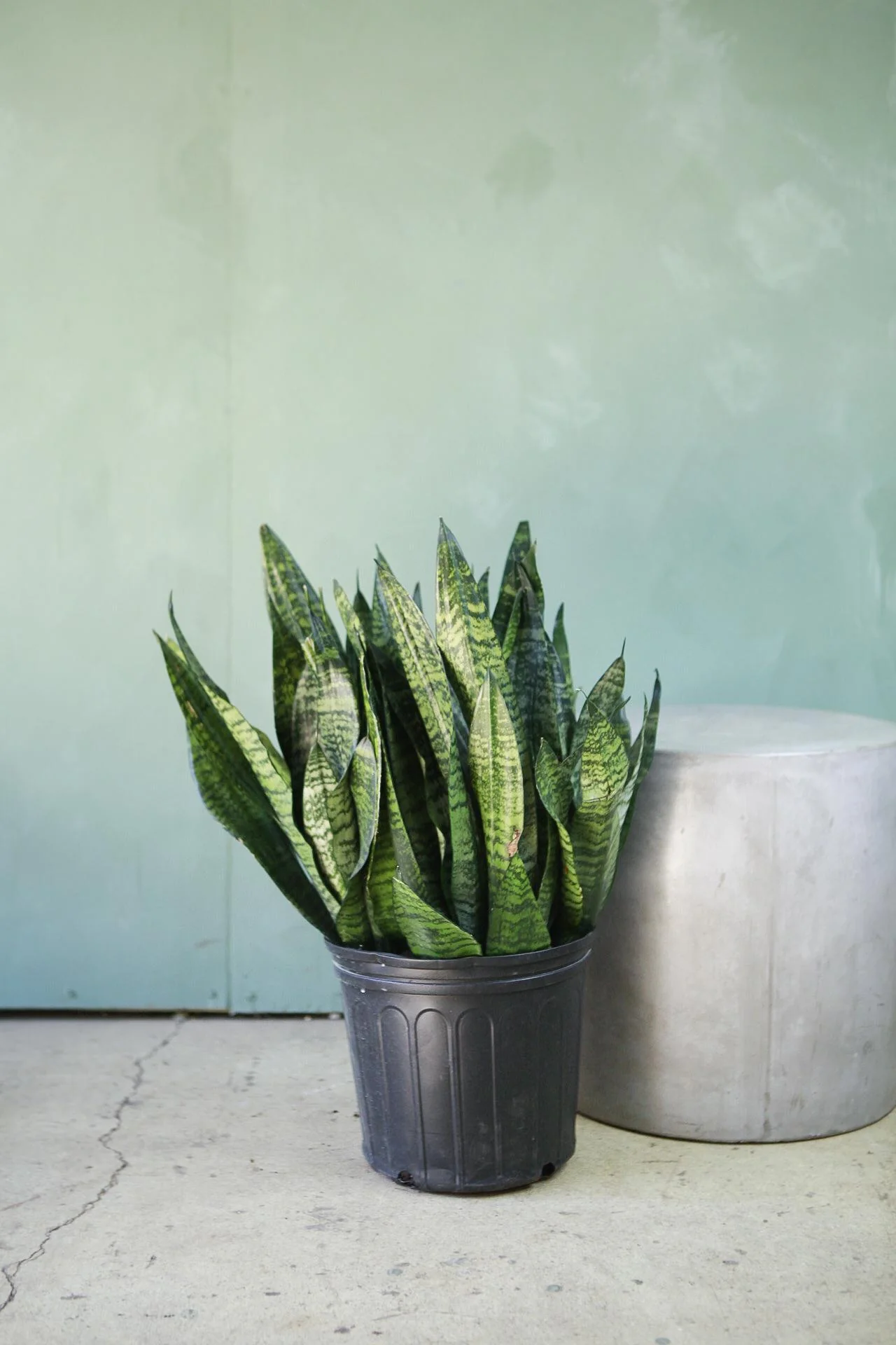 Snake Plant 'Robusta'