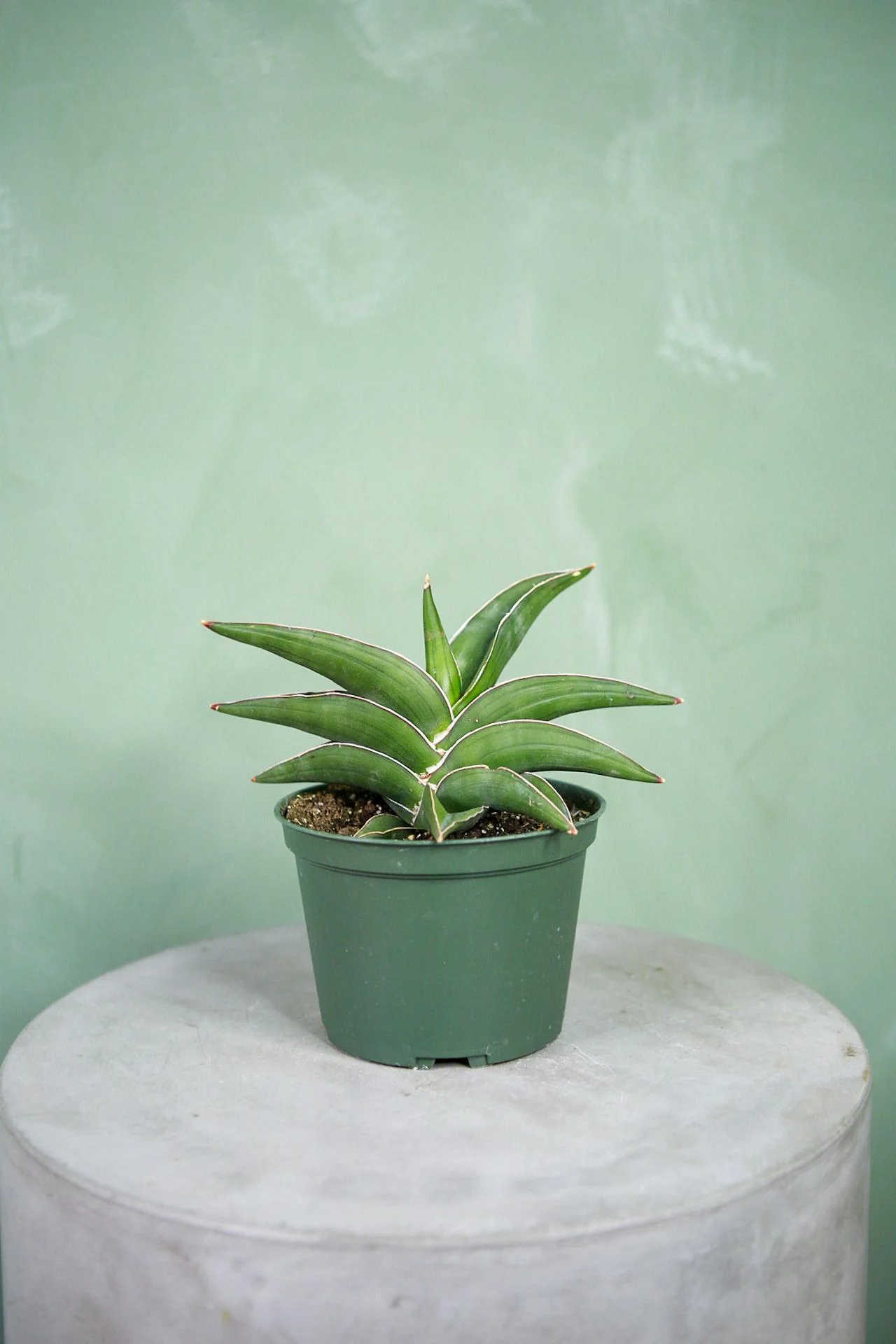Snake Plant 'Samurai'