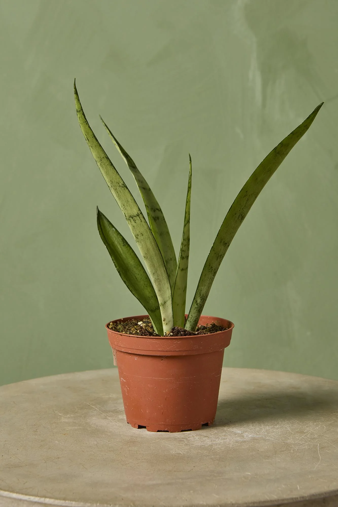 Snake Plant 'Silver Princess'