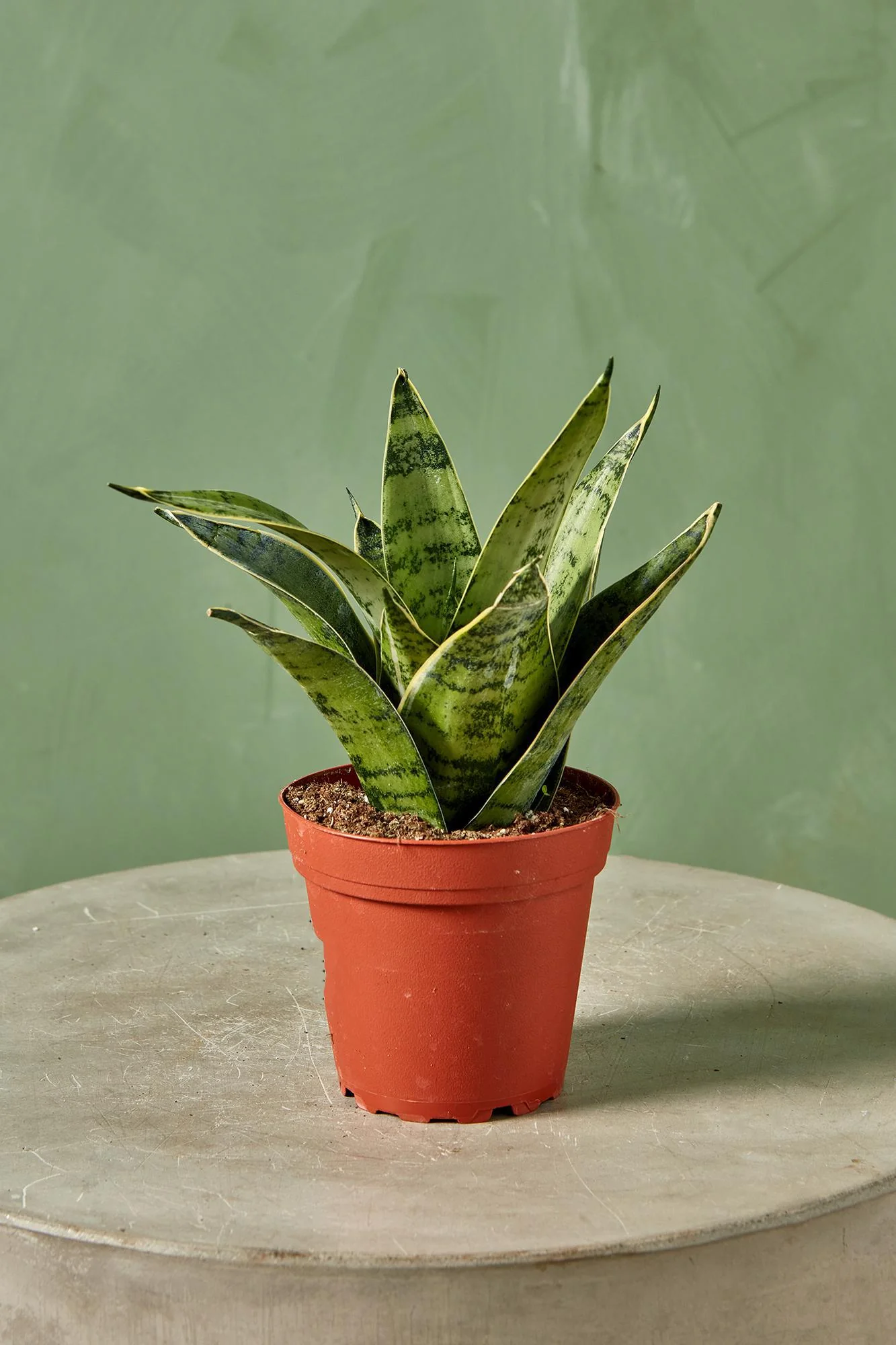 Snake Plant 'Star Power'
