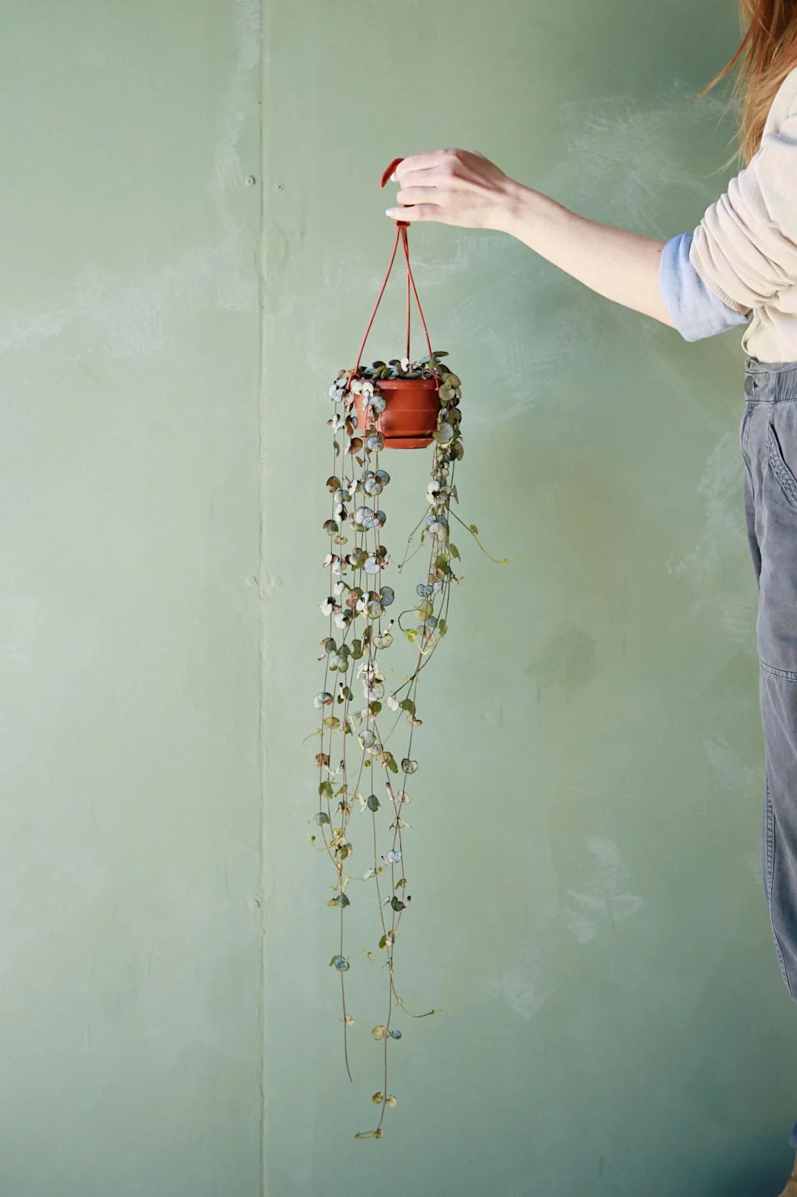 String of Hearts 'Silver Glory'