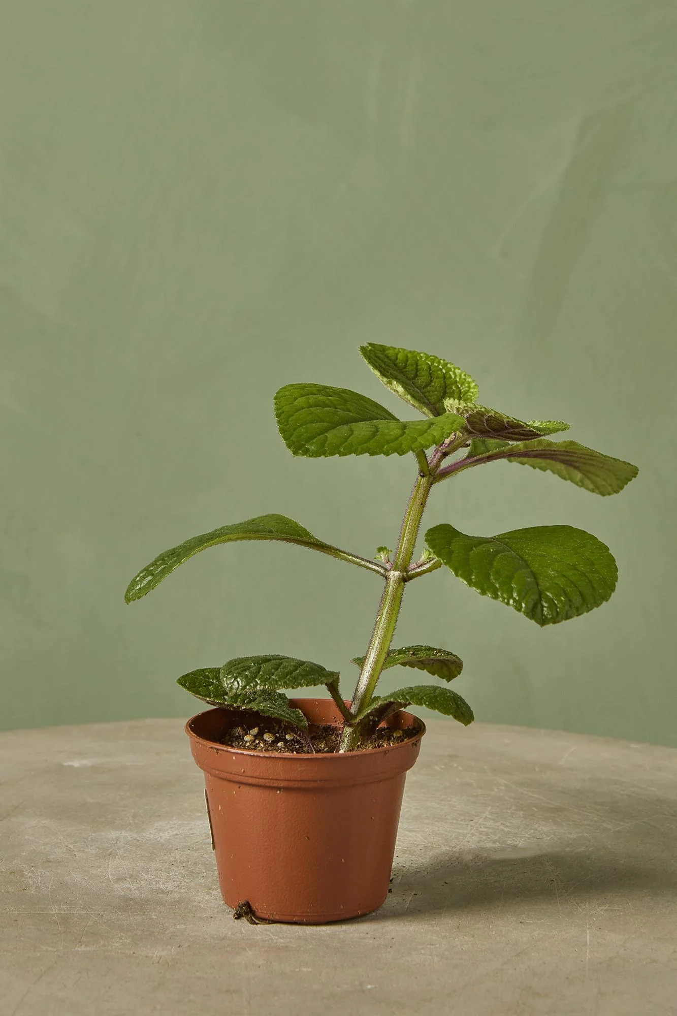 Swedish Ivy 'Black'