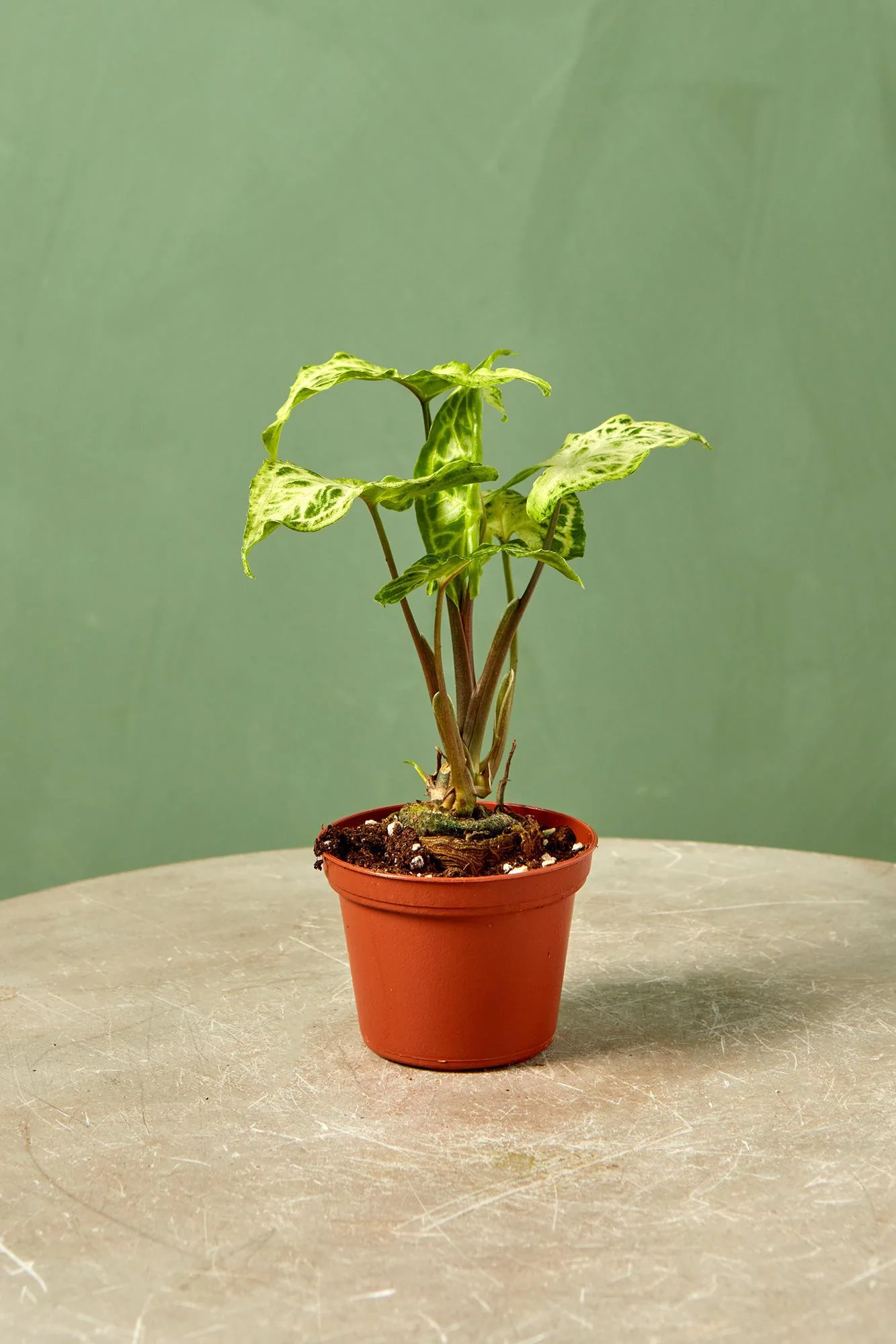 Syngonium 'Batik'