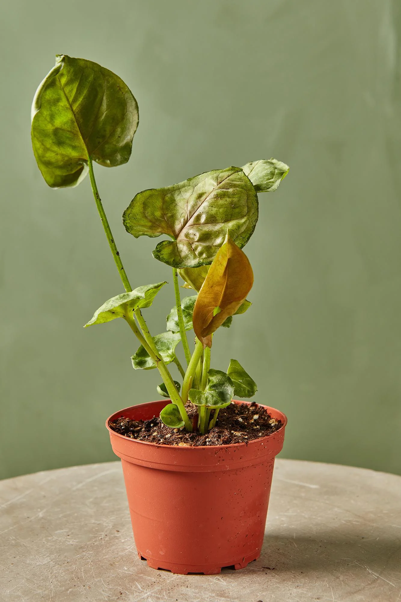 Syngonium 'Mango Allusion'