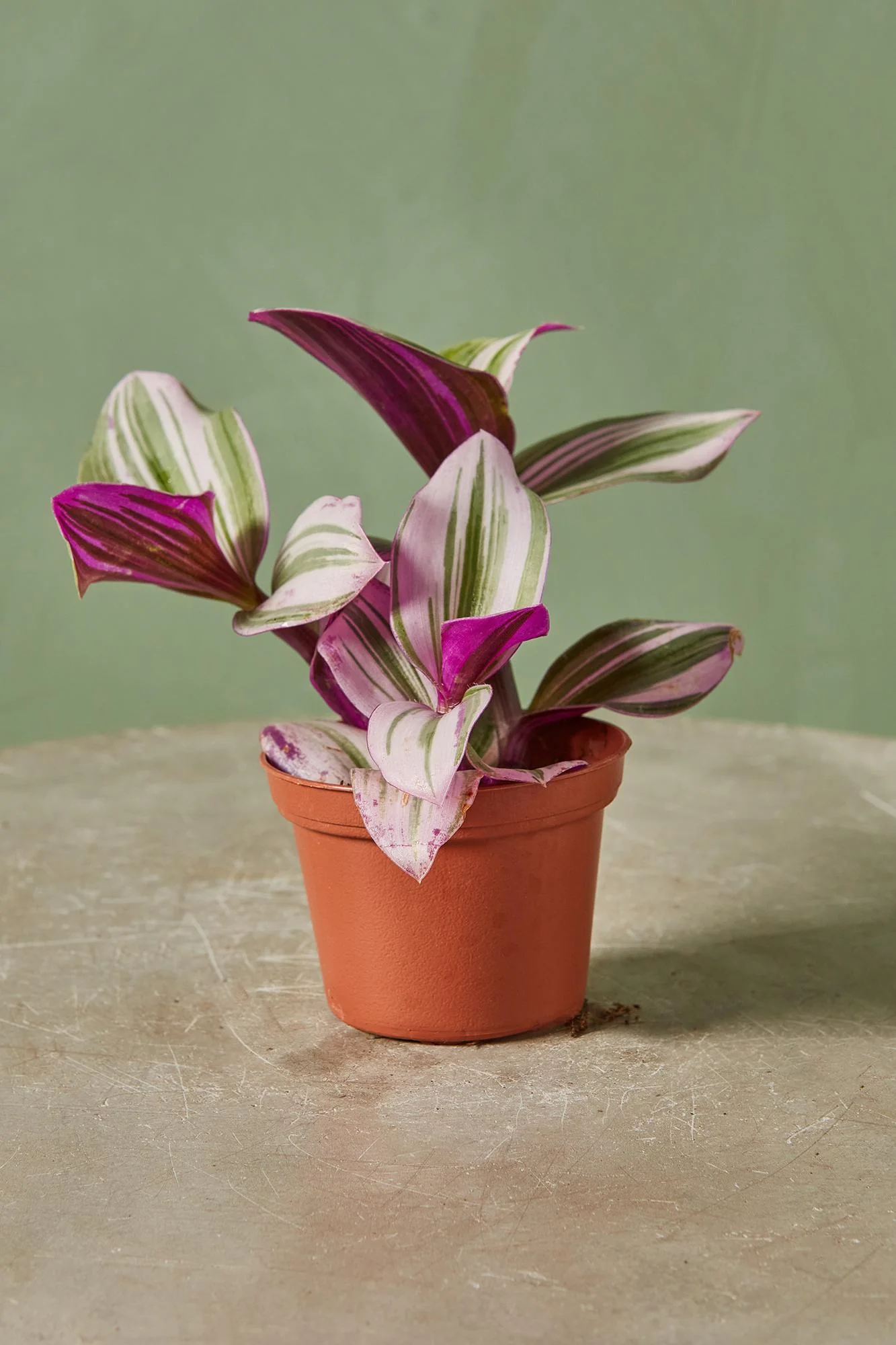 Tradescantia 'Nanouk'