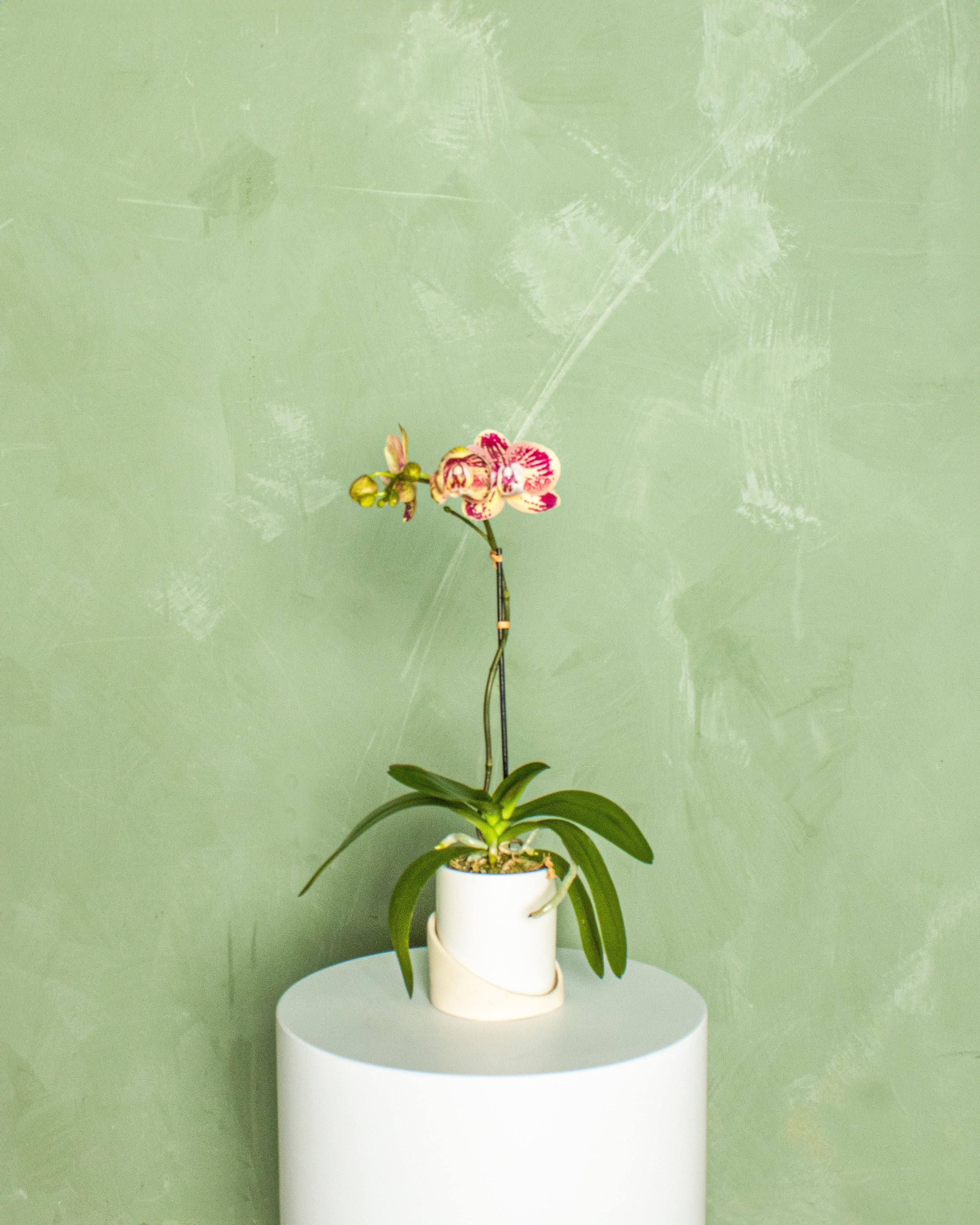 Valentine's Day Arrangement - Image 4