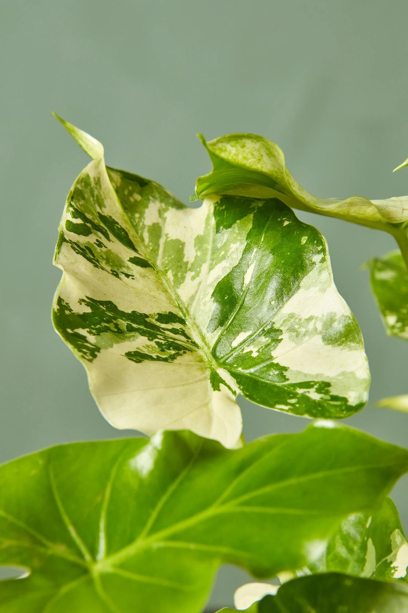 Variegated Alocasia gageana