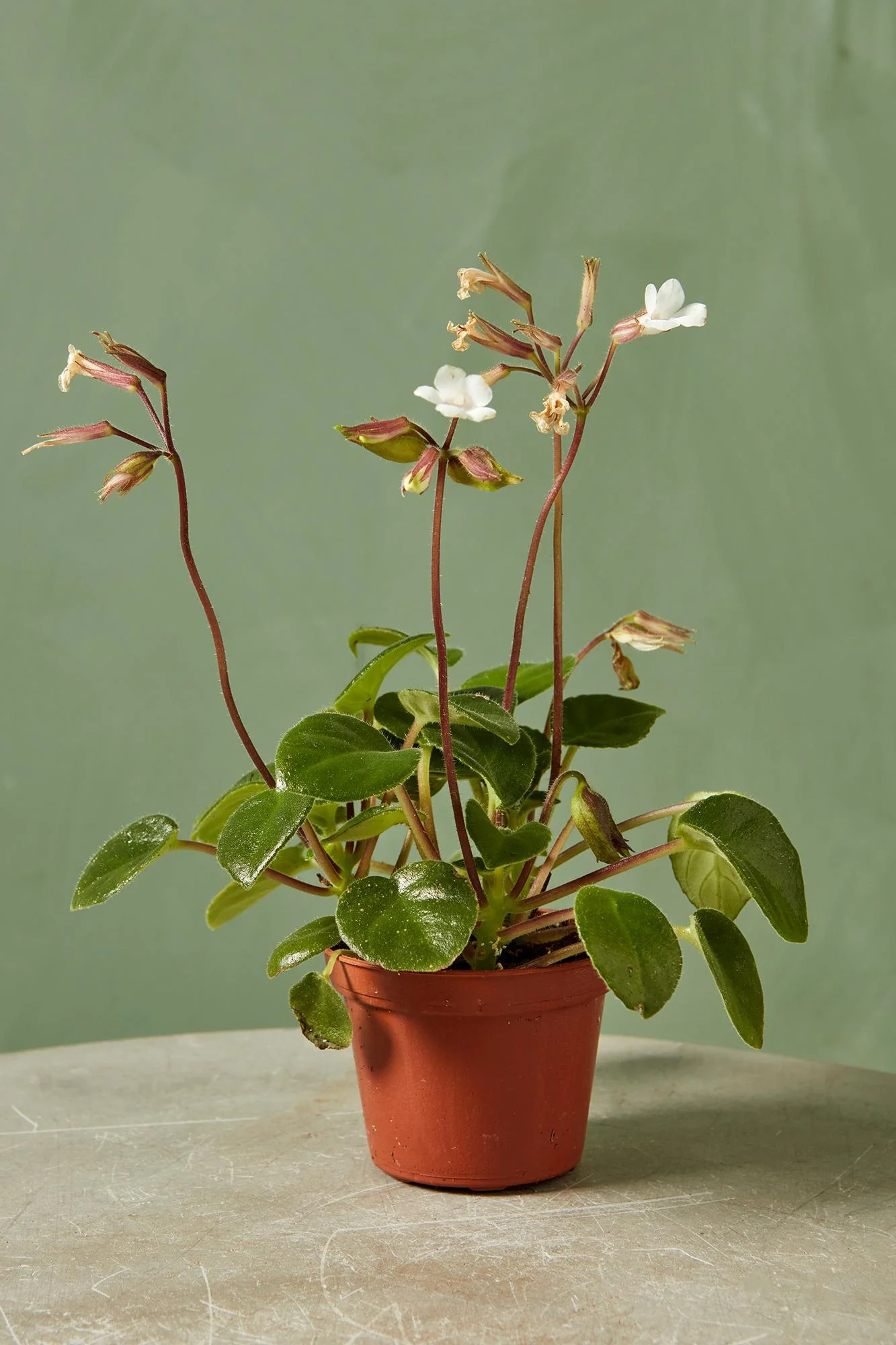 Vietnamese Violet