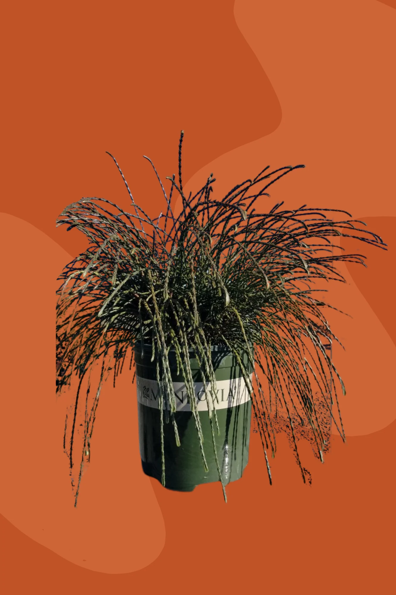 Whipcord Western Red Cedar