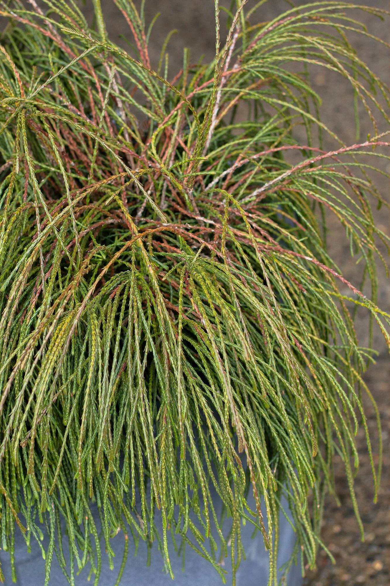 Whipcord Western Red Cedar - Image 2