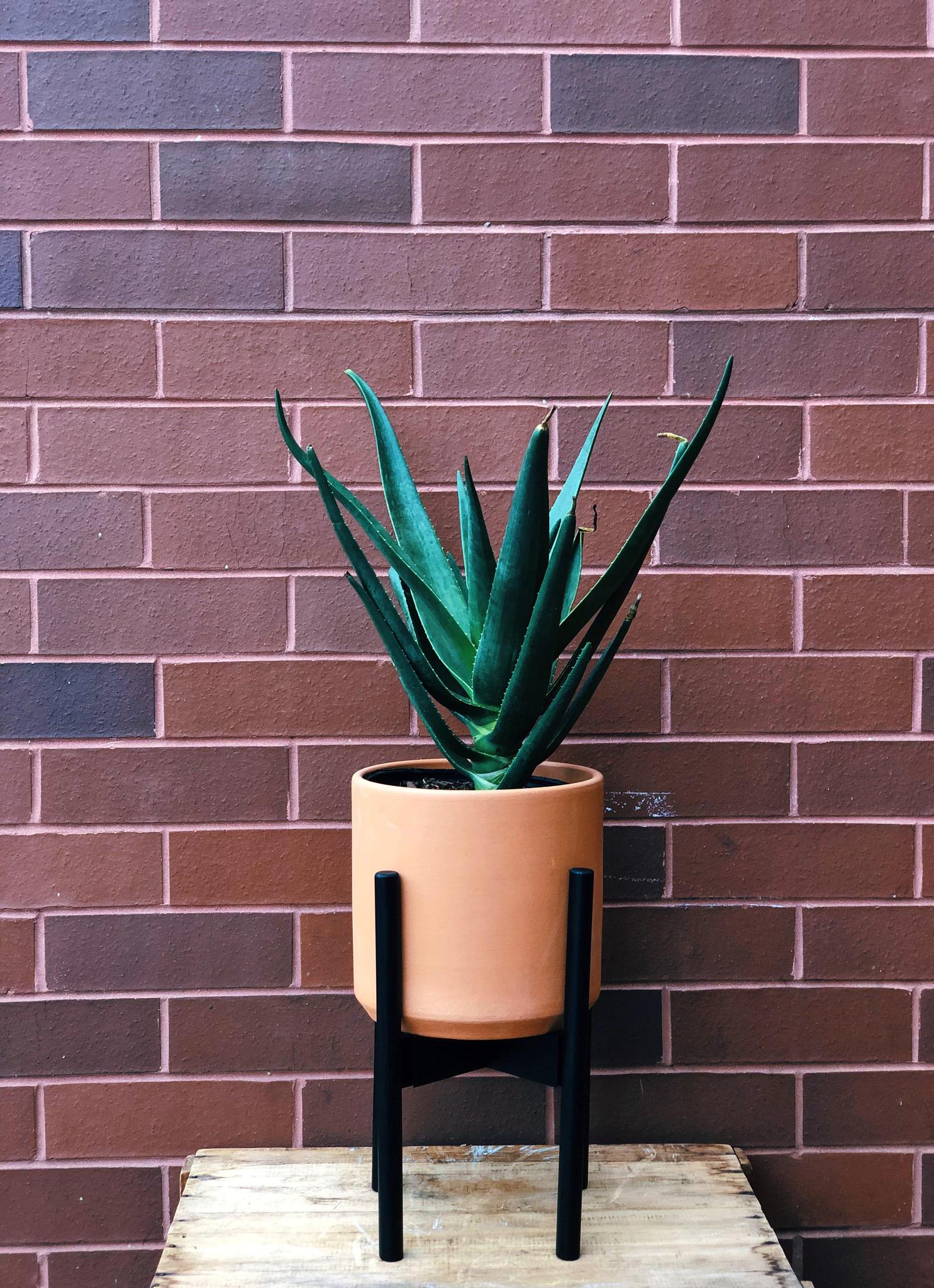 Wood Plant Stand