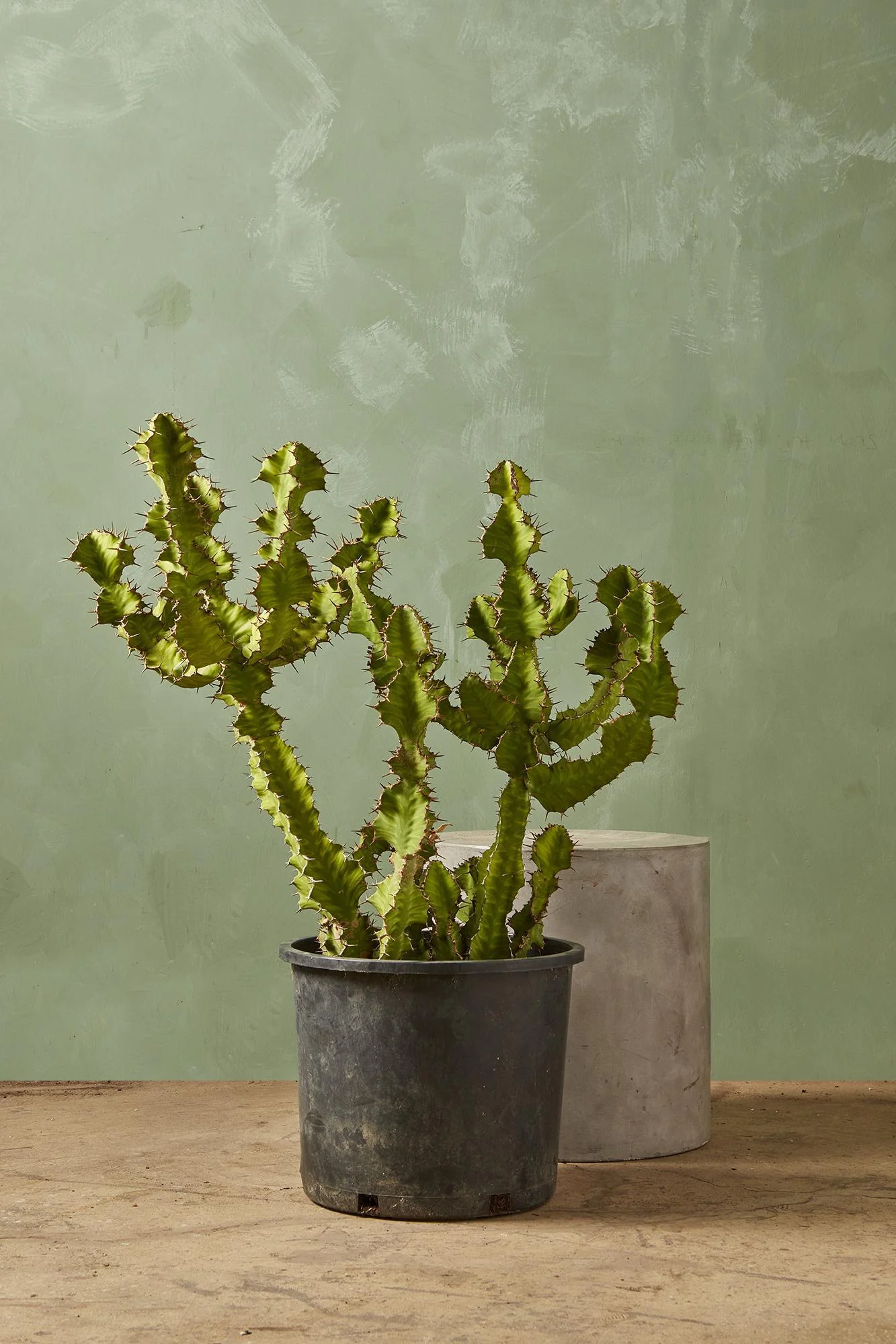 Zig Zag Euphorbia